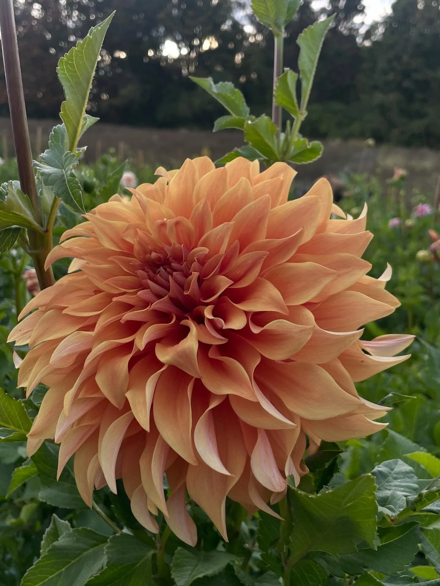 Dahlia: Wyn&rsquo;s Moonlight Sonata
Eat ya heart out