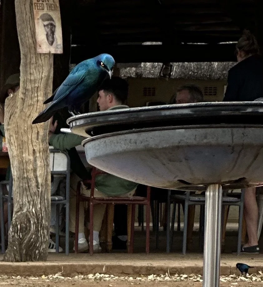 I Had a Lion King Moment in Kruger National Park 