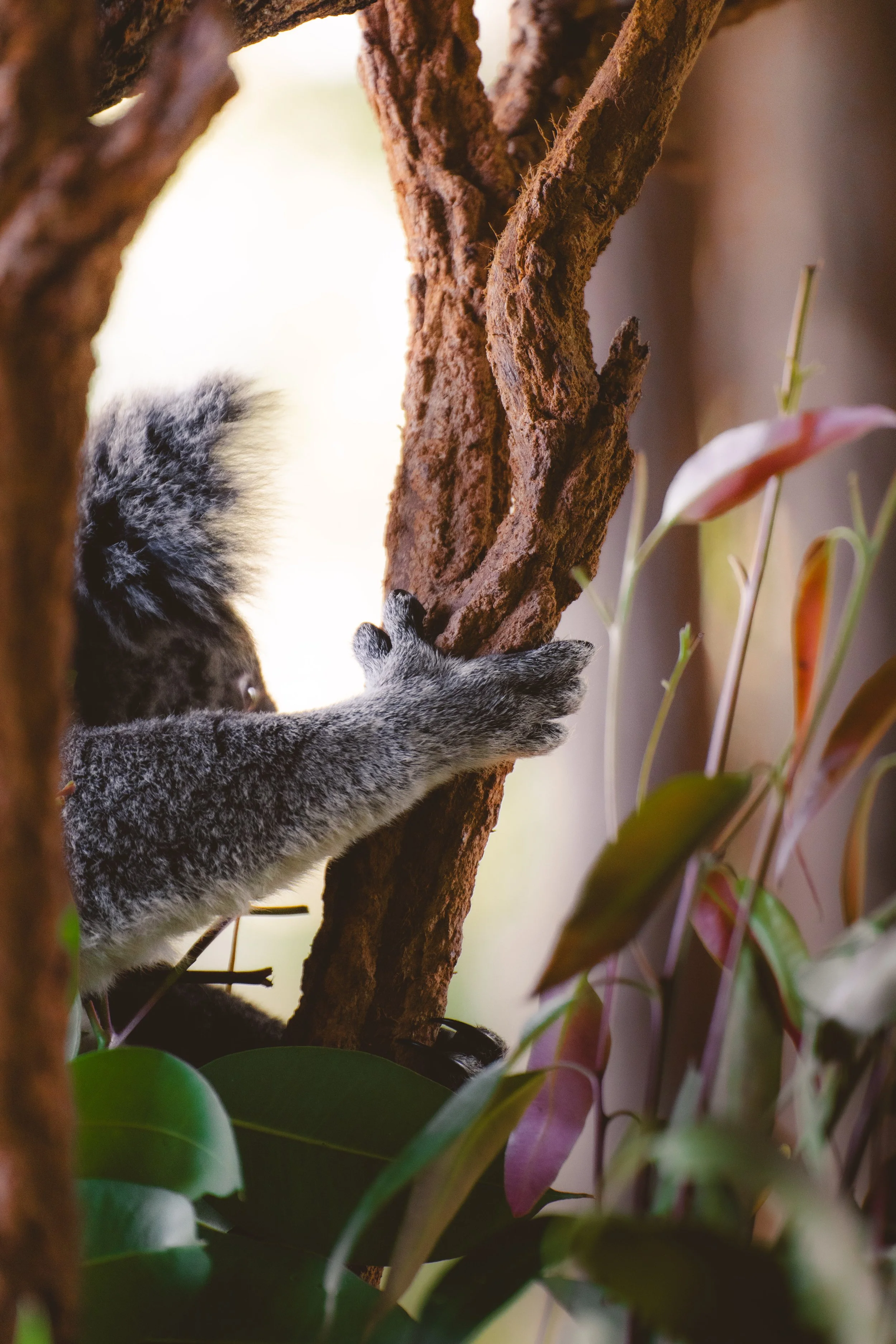 Australia_Zoo-23.jpg