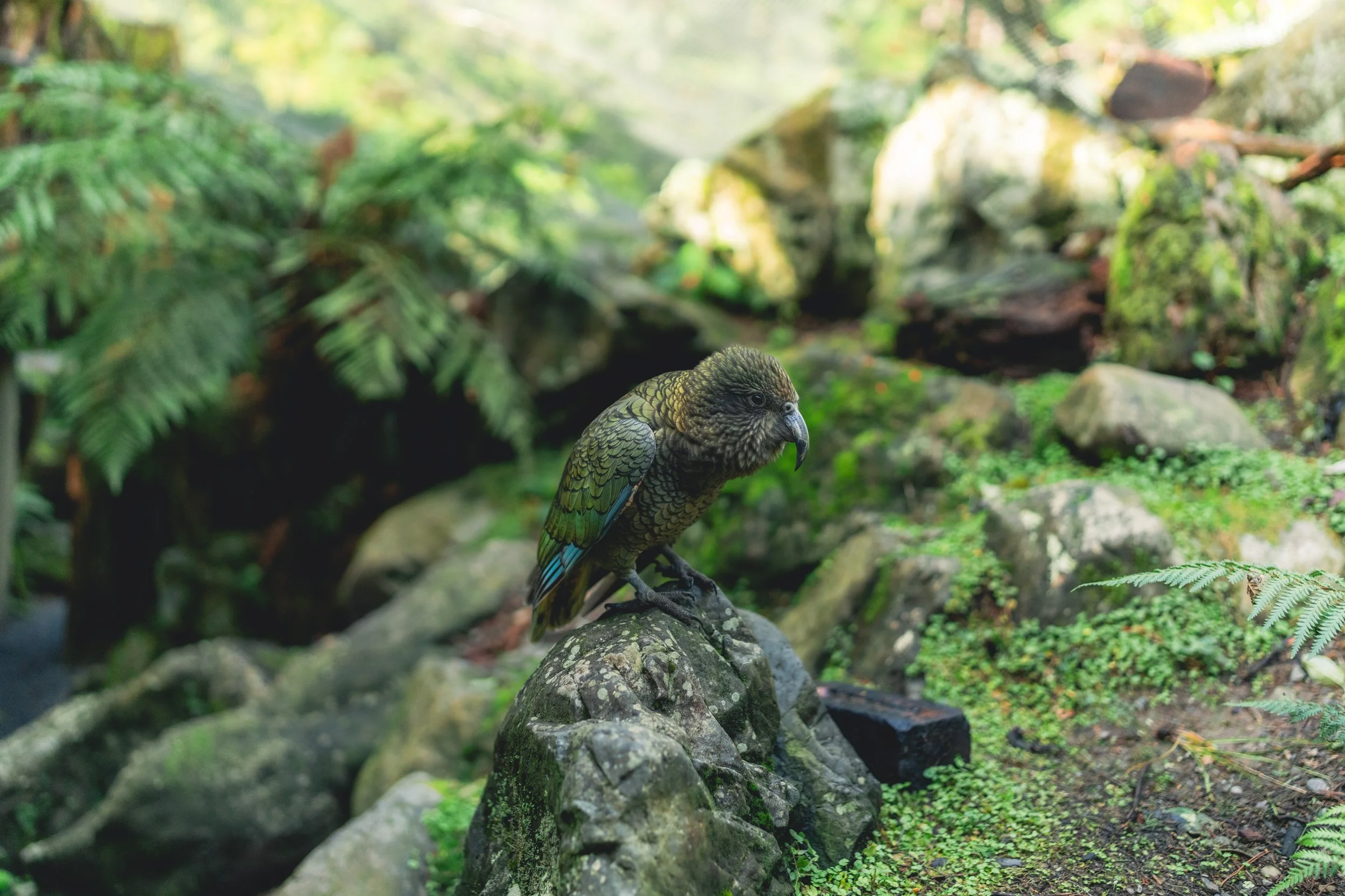 Staglands_Resized-34.jpg