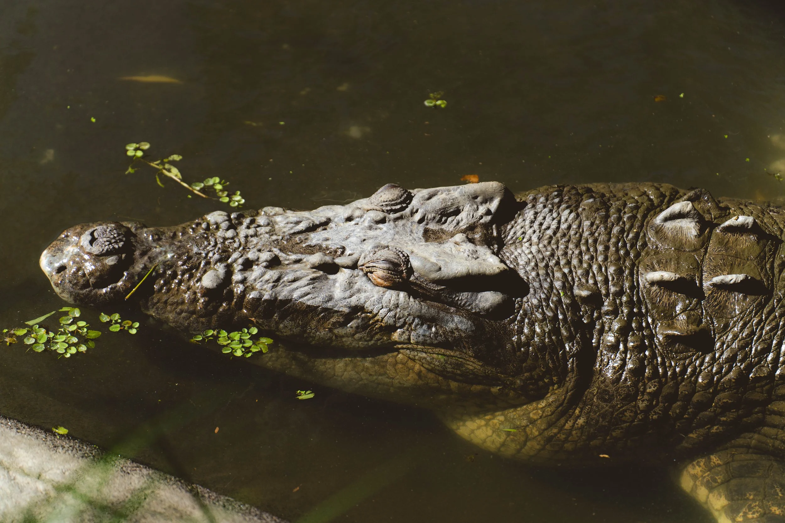 Australia_Zoo-20.jpg