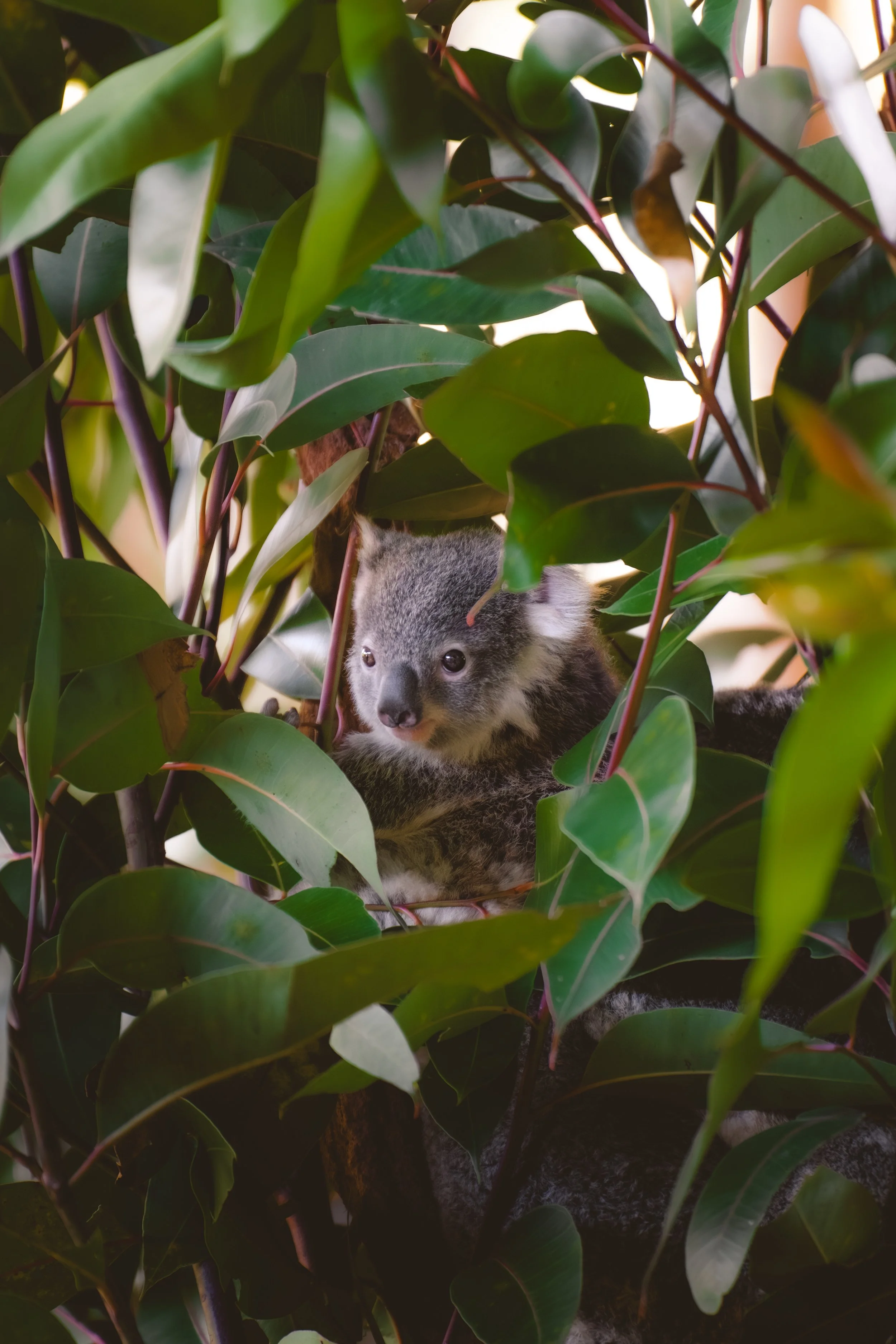 Australia_Zoo-29.jpg