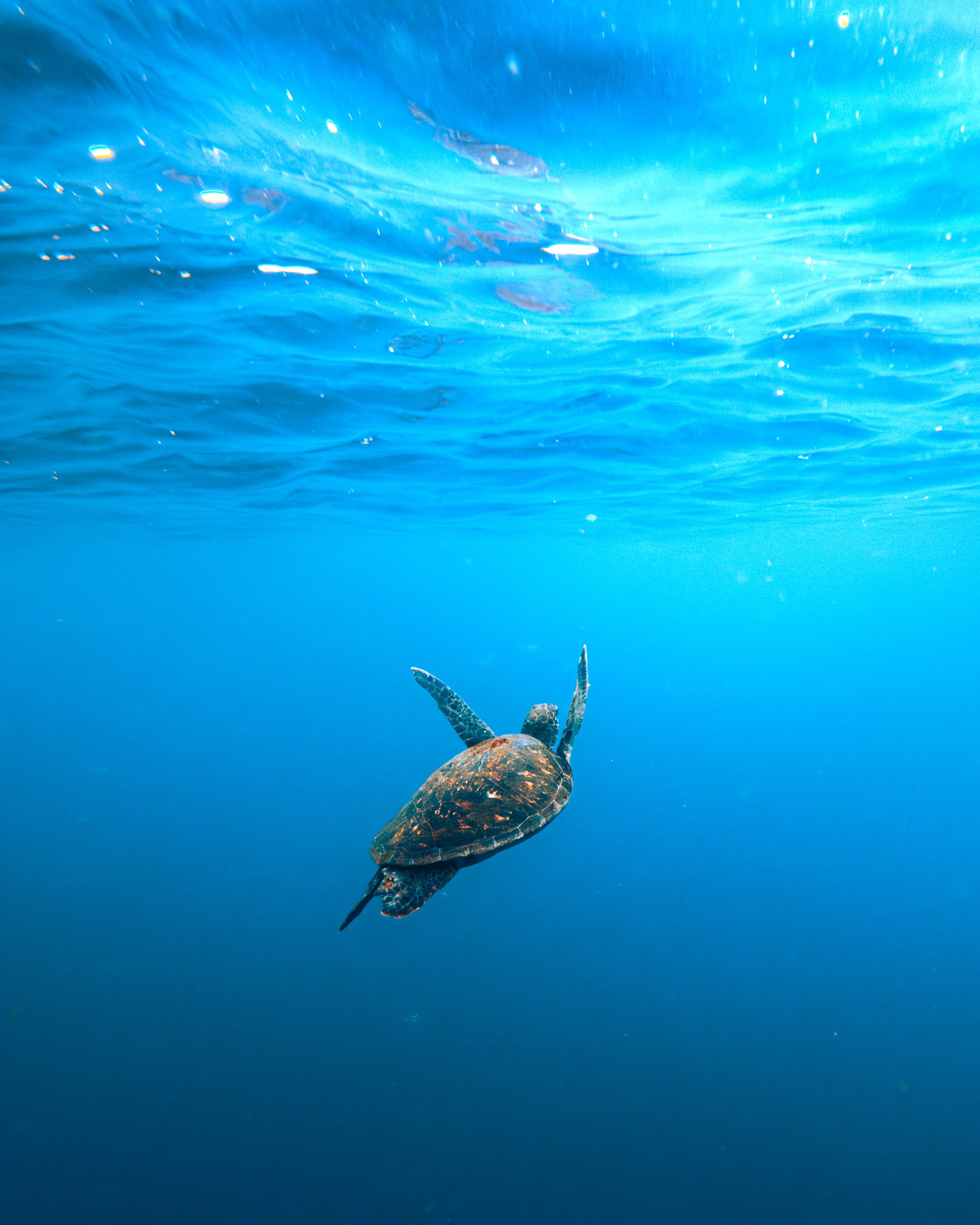 Squish-TURTLES-1.jpg