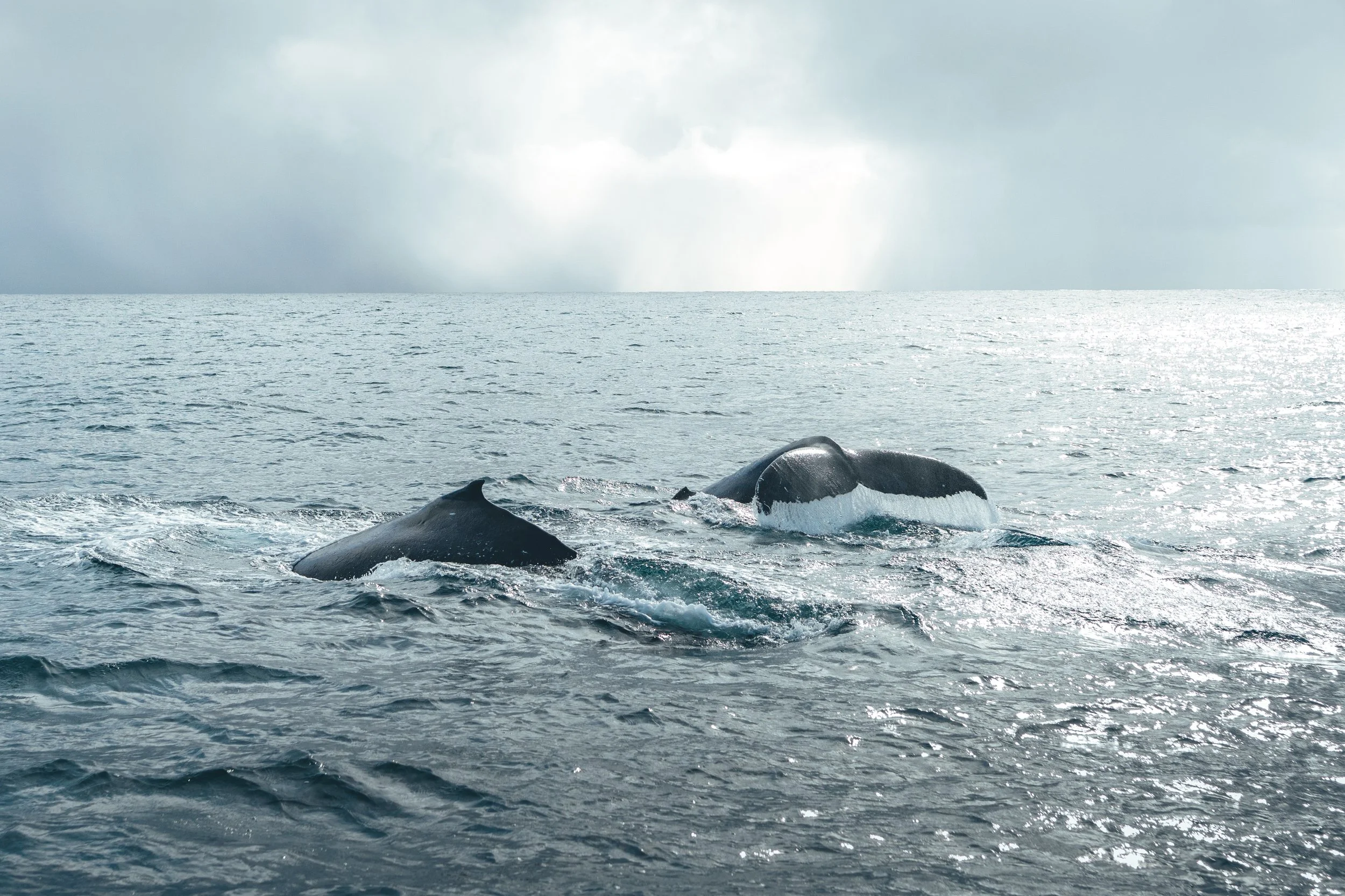 Squish-TURTLES_Whales-14.jpg