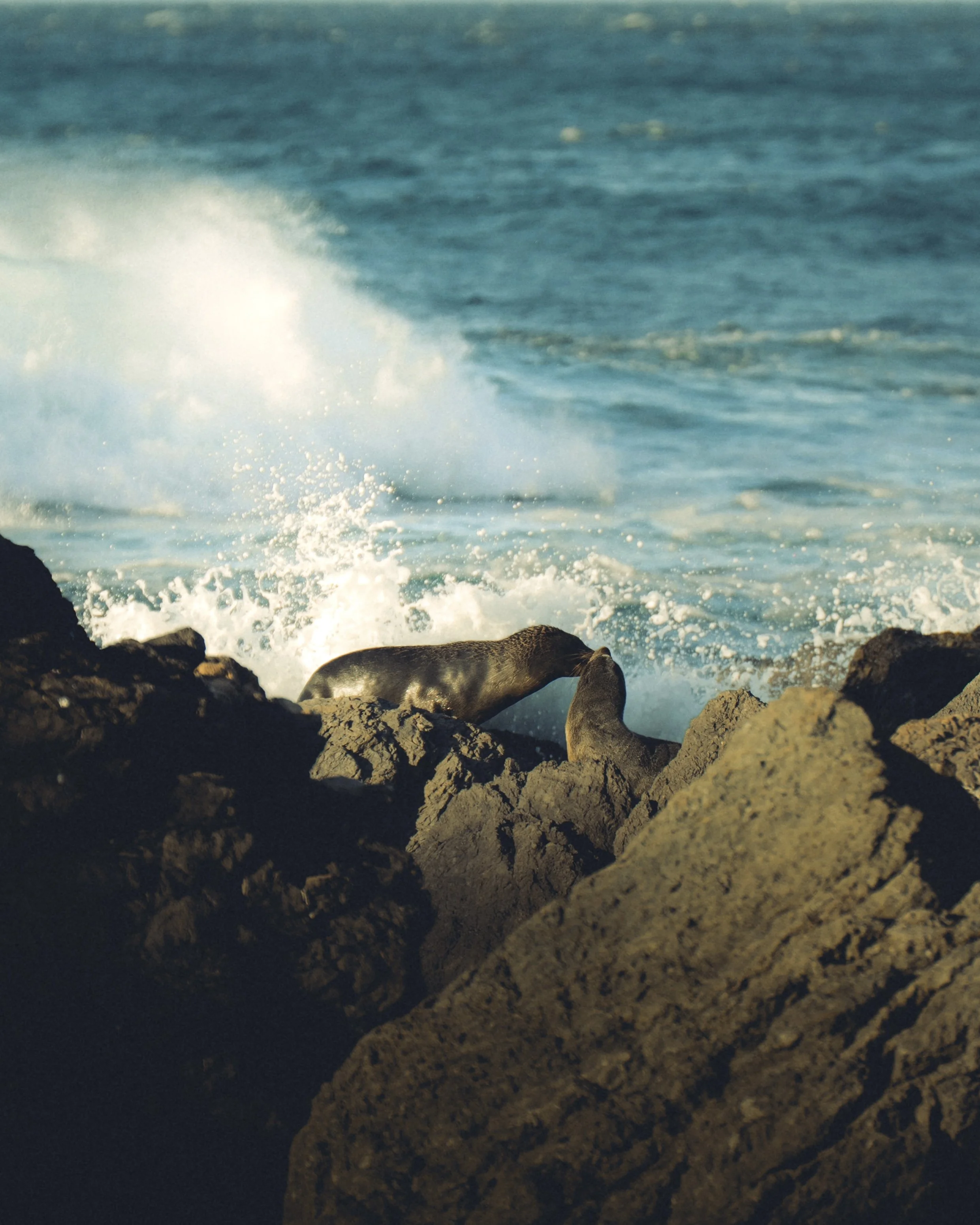 Squish-Cape-Palliser-27.jpg