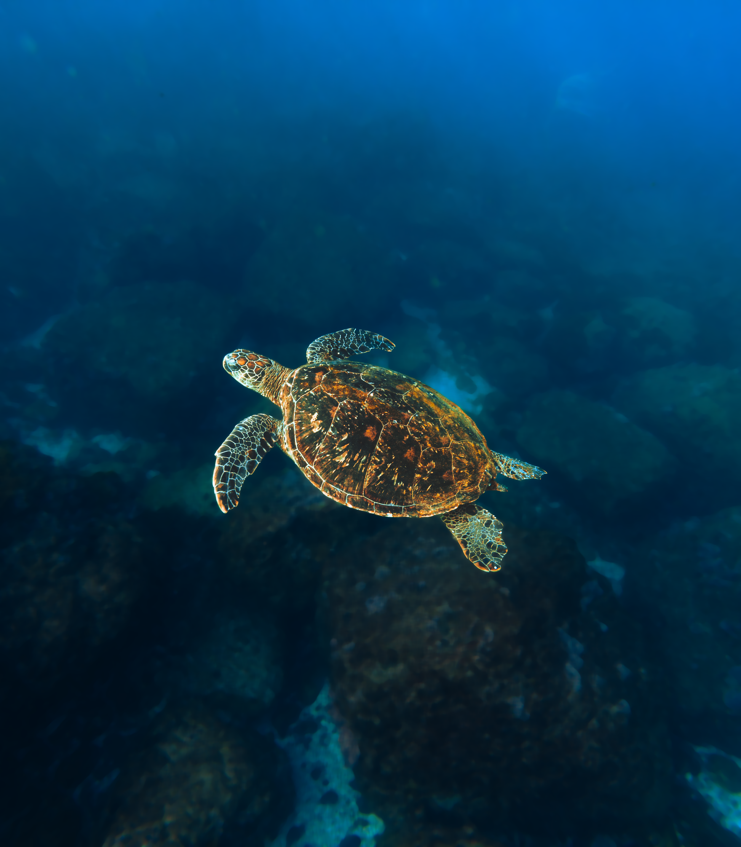 Squish-TURTLES-10.png