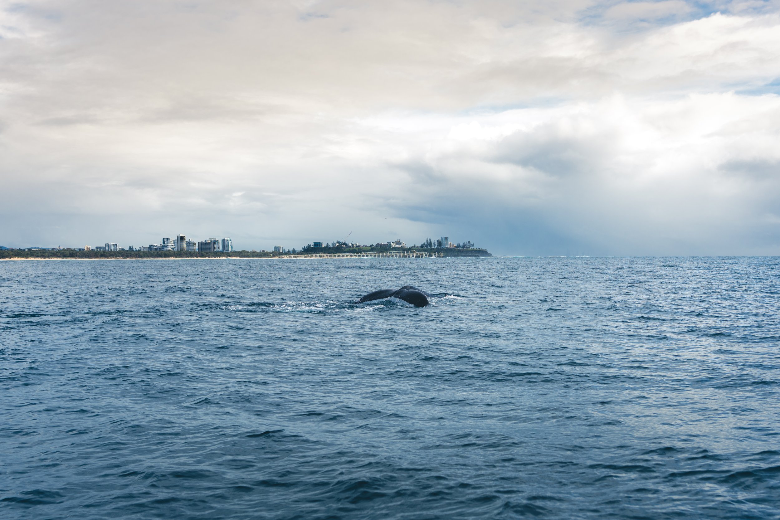 Squish-TURTLES_Whales-3.jpg
