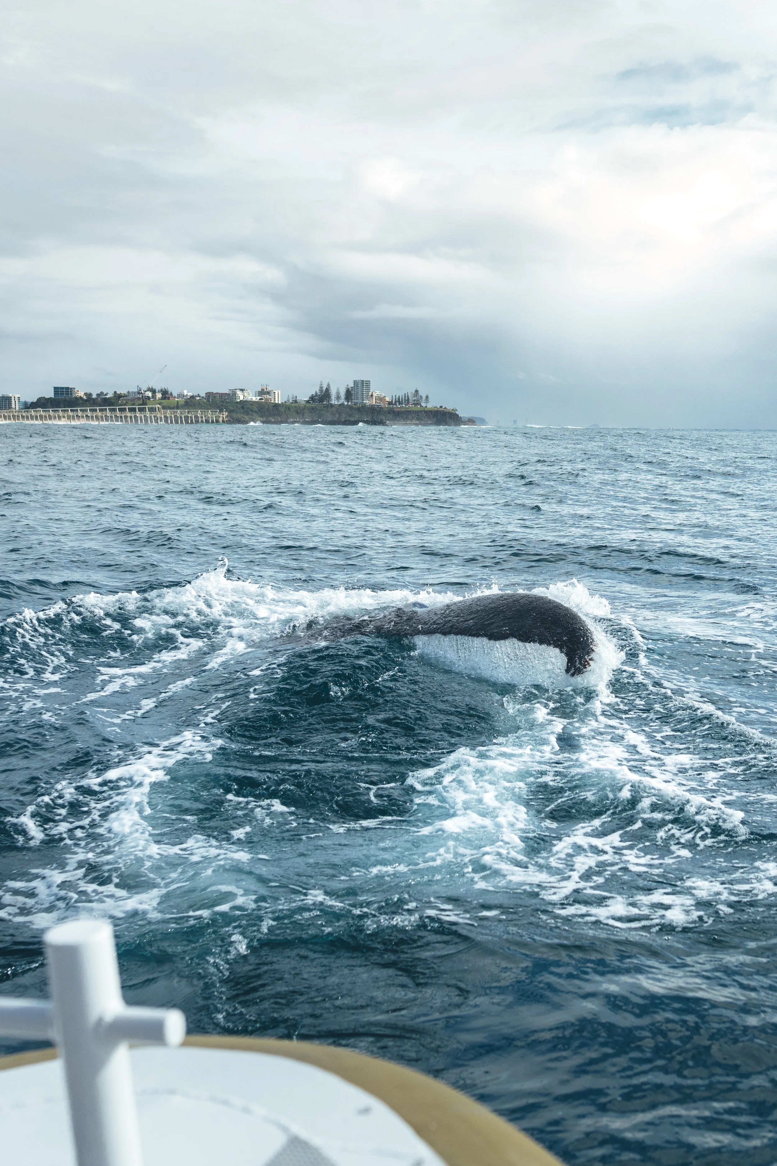 Squish-TURTLES_Whales-10.jpg