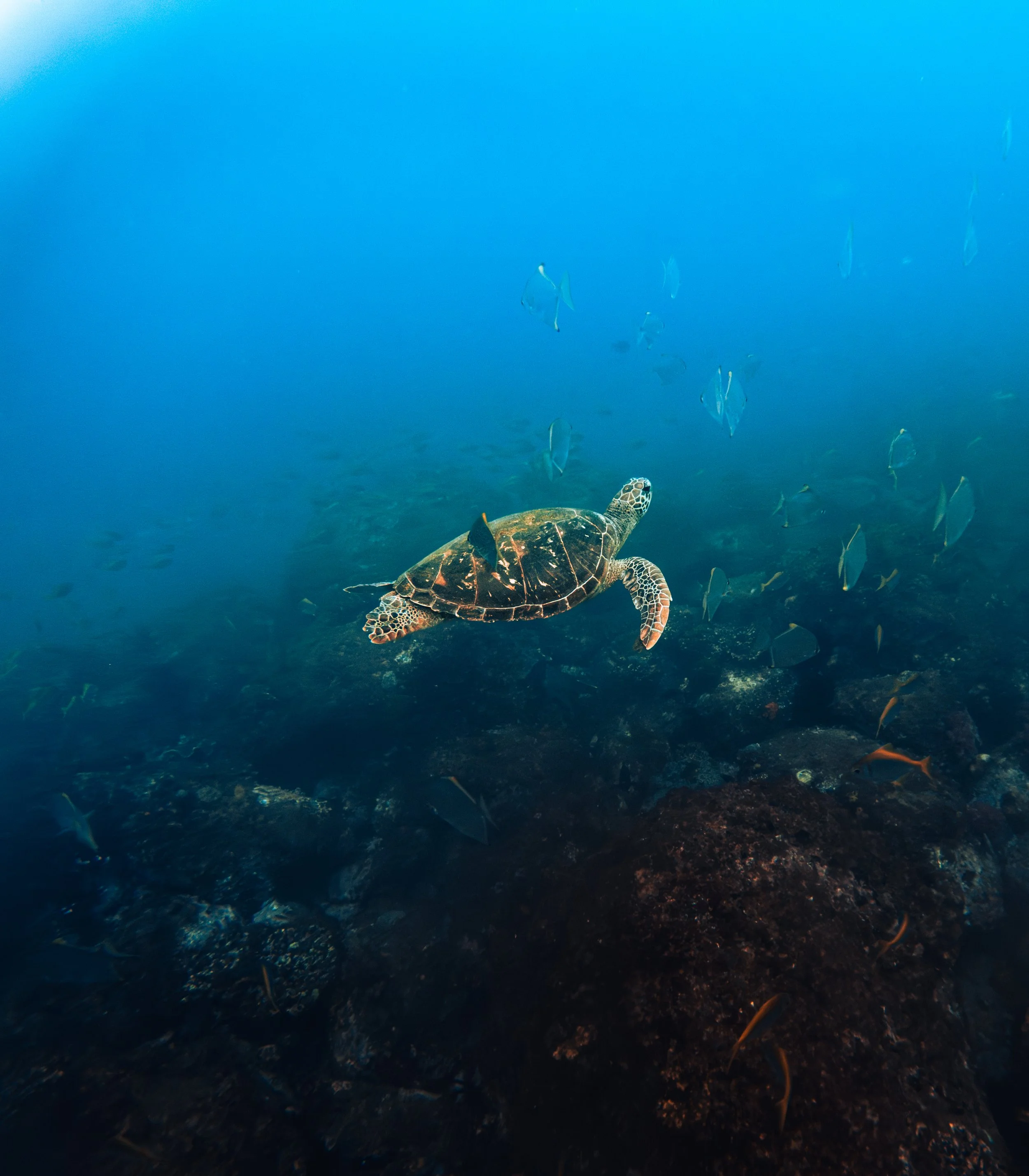 Squish-TURTLES-3.jpg