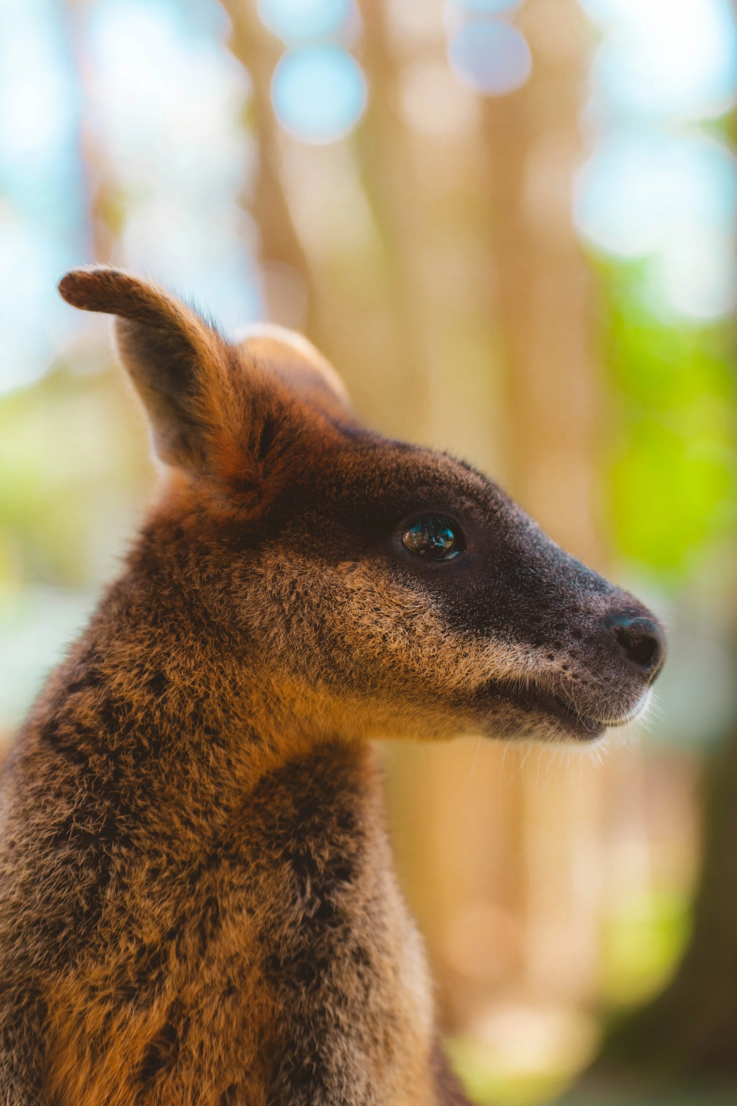 Australia_Zoo-40.jpg