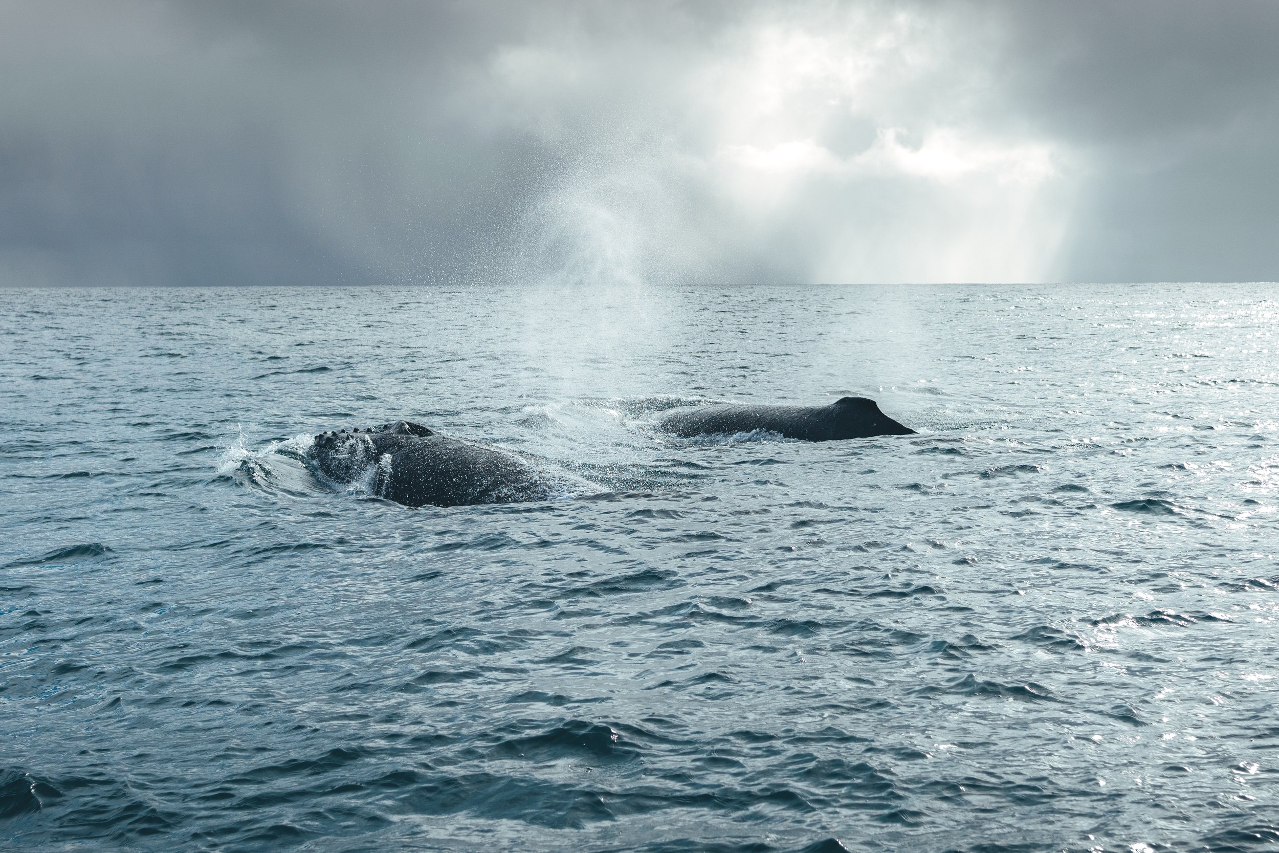 Squish-TURTLES_Whales-12.jpg