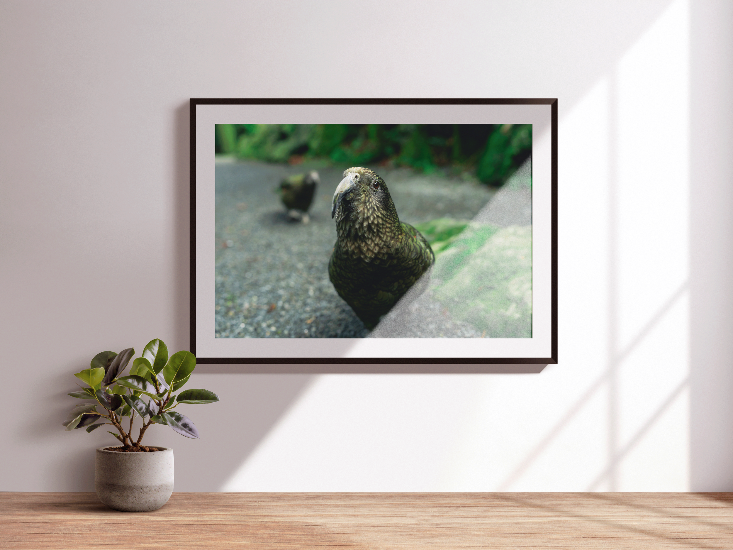 Curious-Kea_Supporting.png