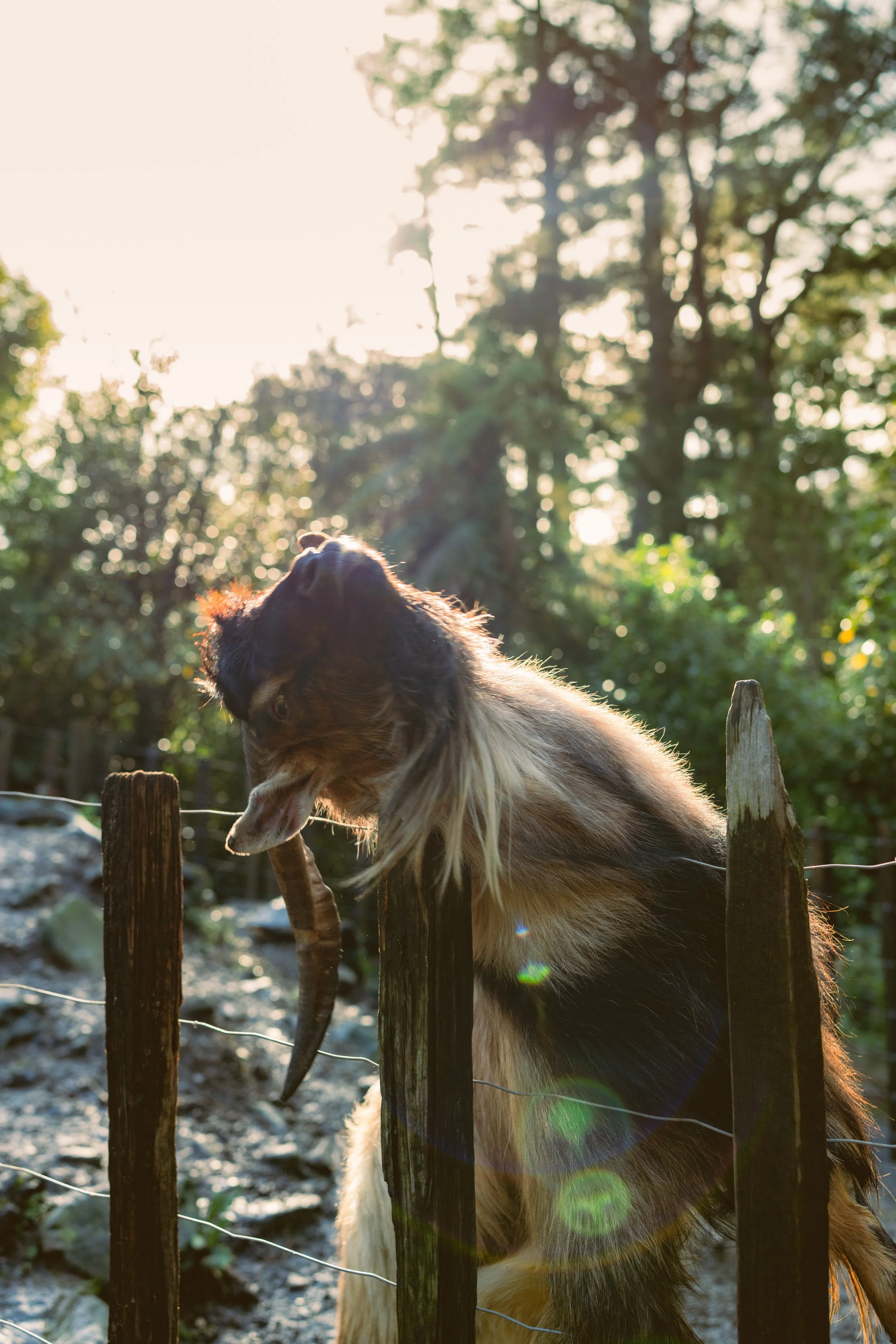 Staglands_Resized-51.jpg