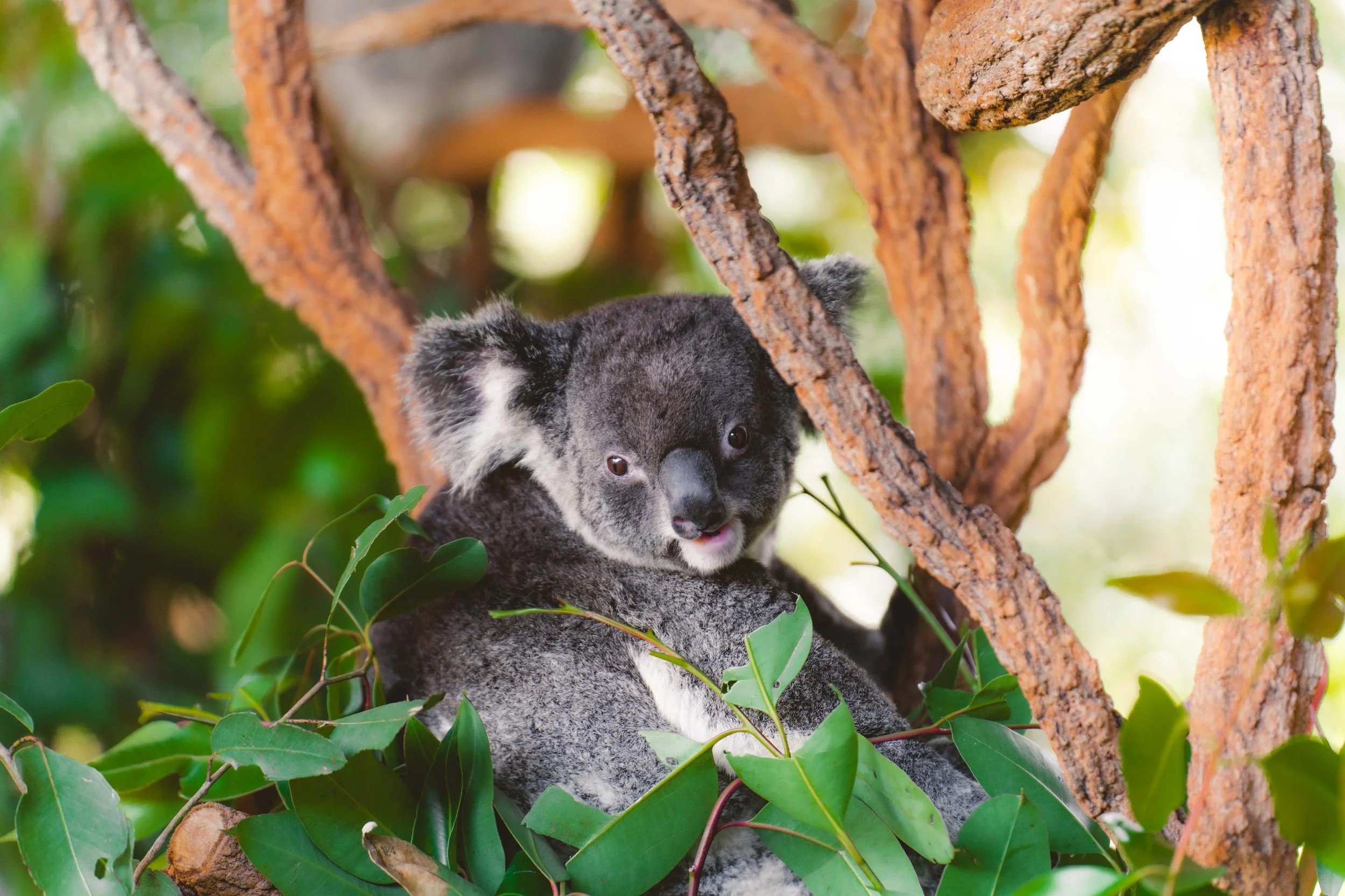 Australia_Zoo-32.jpg