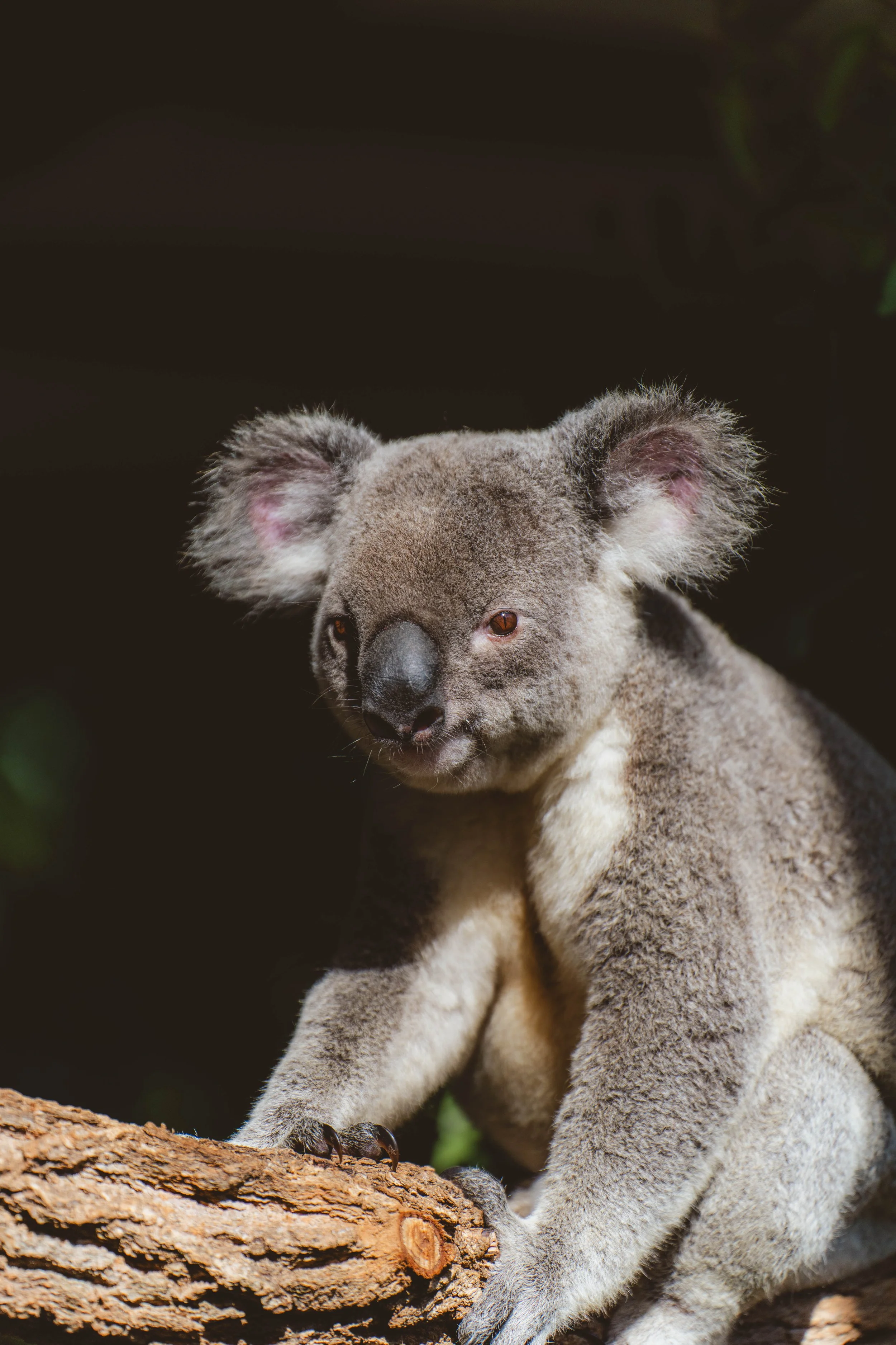 Australia_Zoo-59.jpg