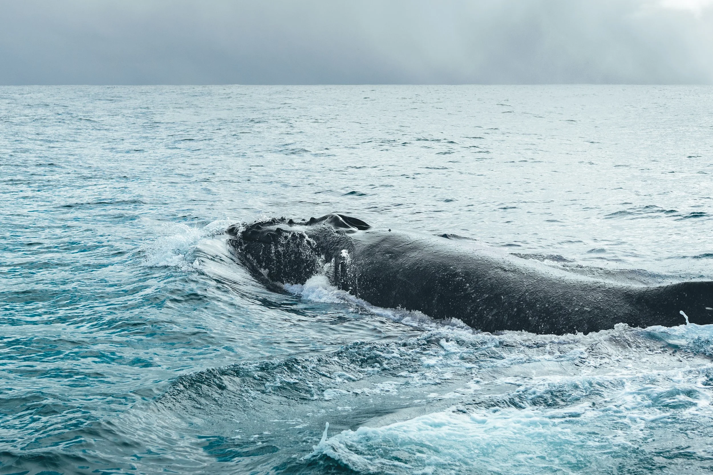 Squish-TURTLES_Whales-18.jpg