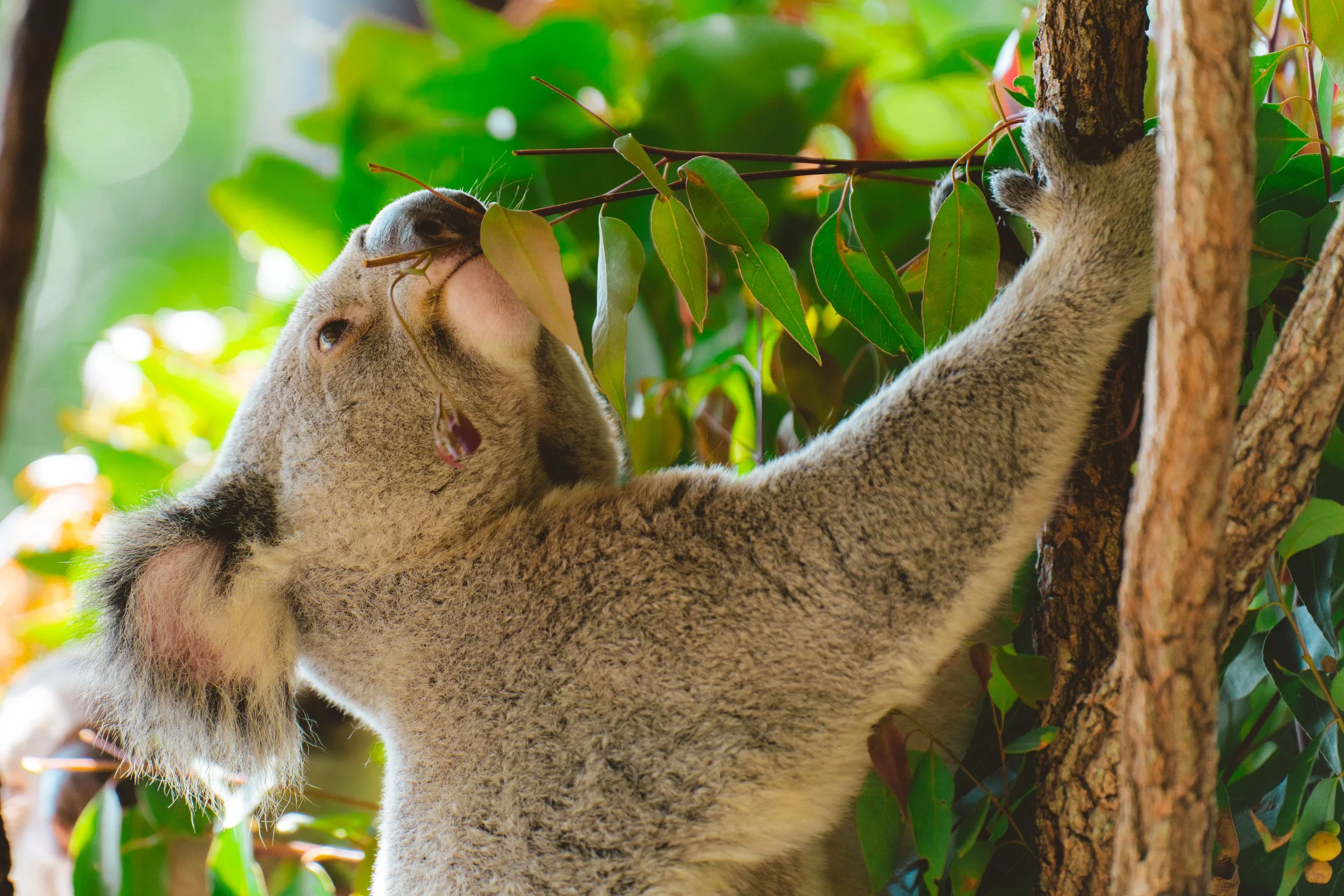 Australia_Zoo-56.jpg