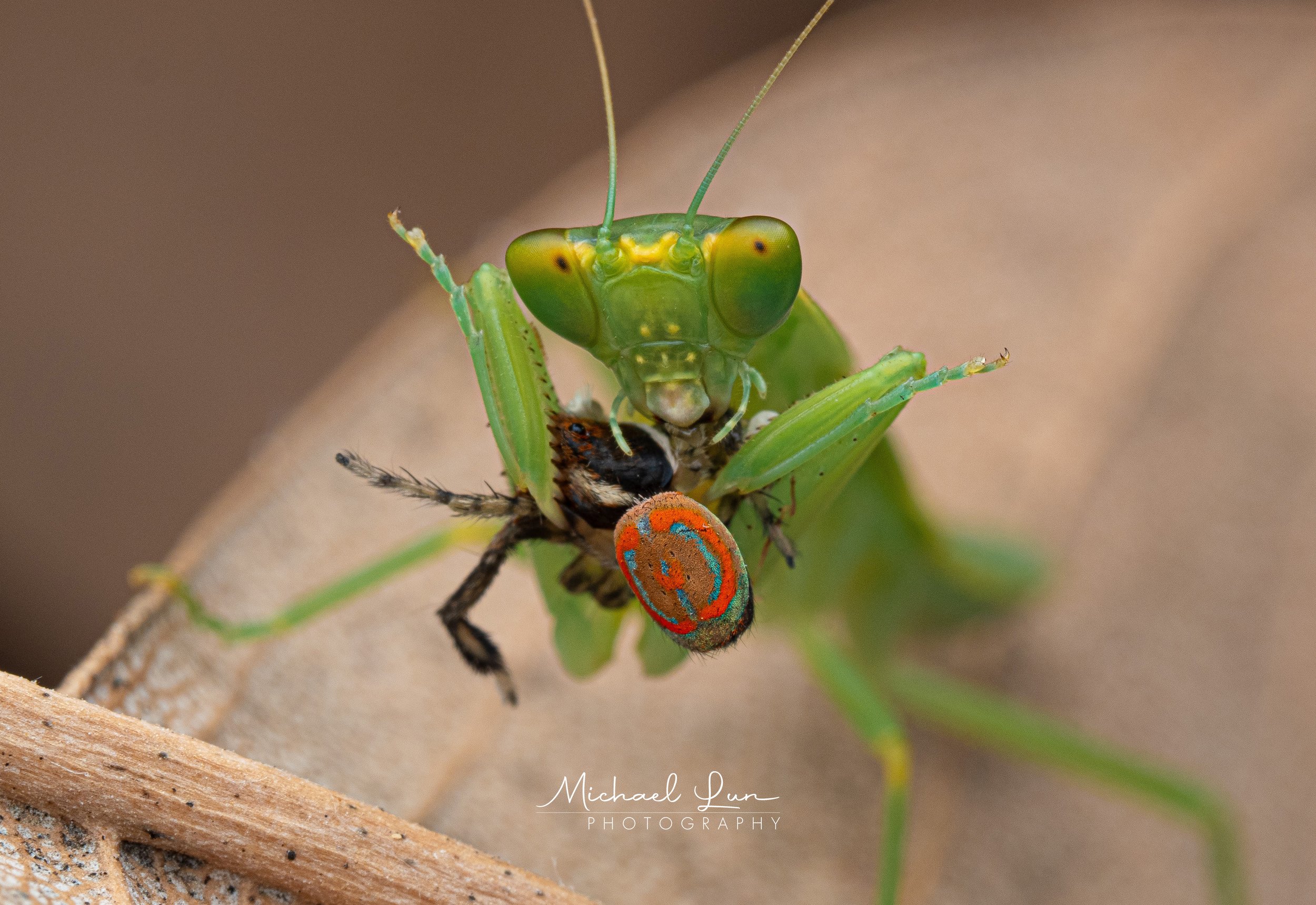 Praying Mantis Eating Maratus Pavonis Print.jpg