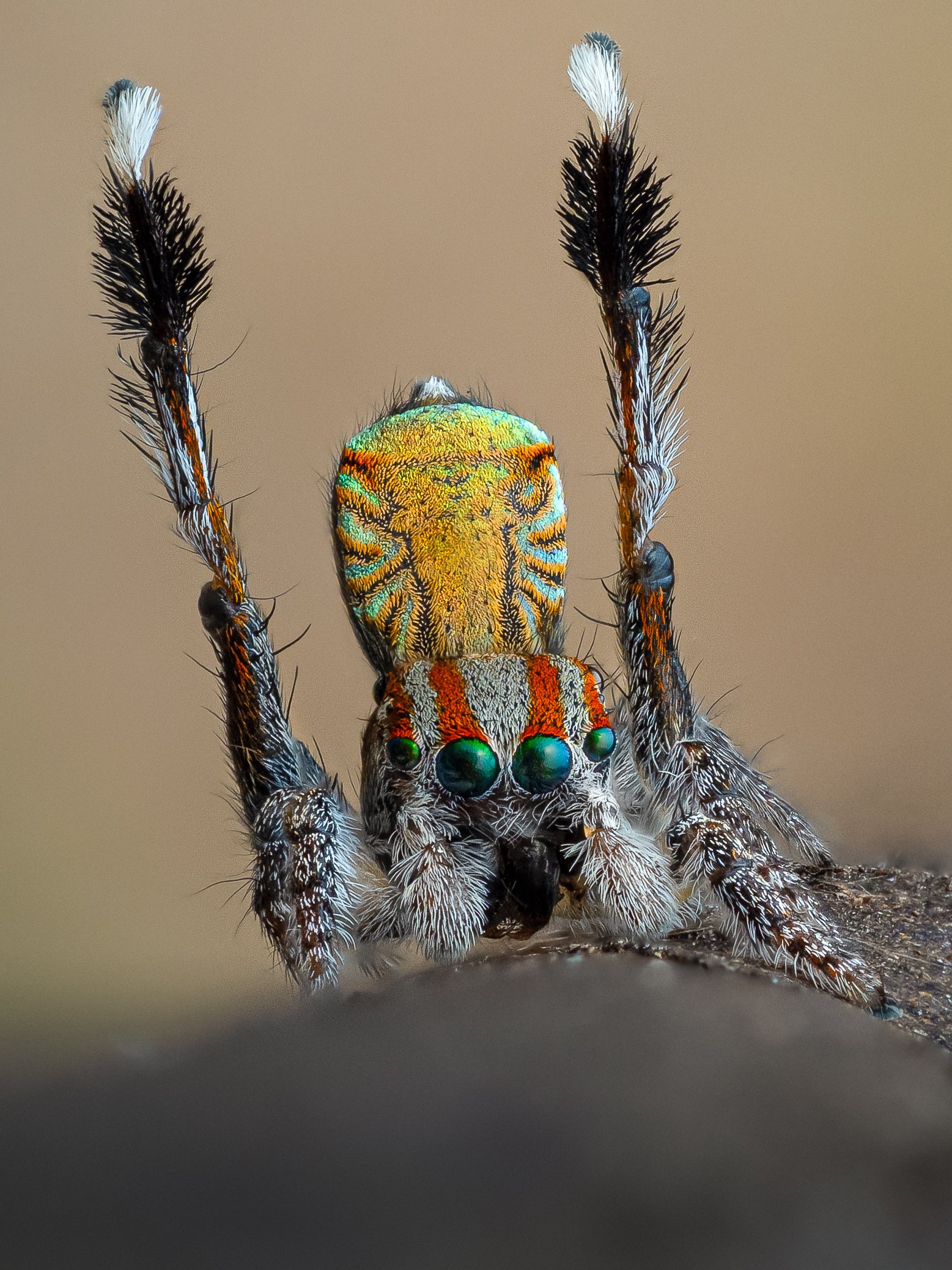 Maratus flavus print