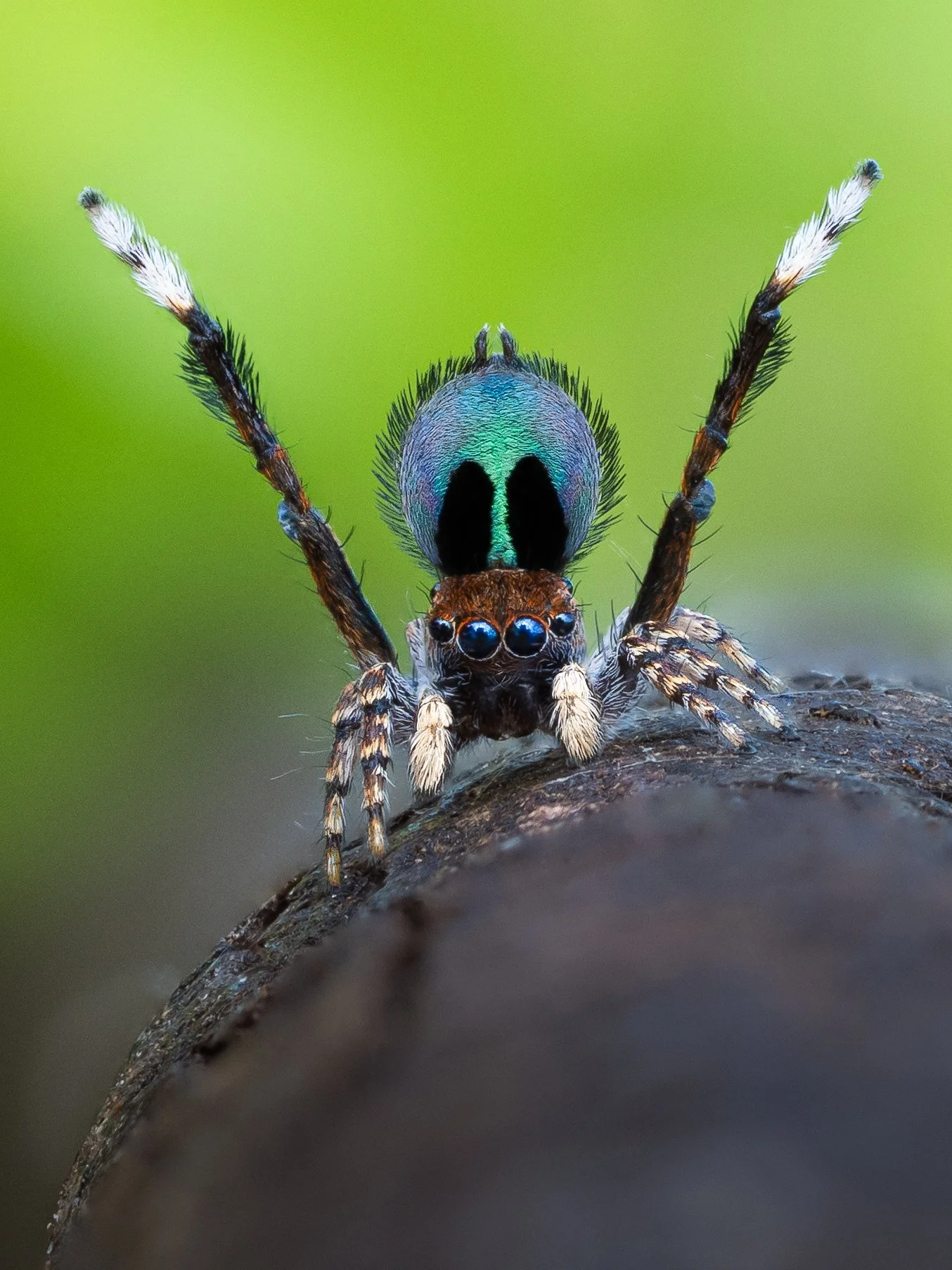 Maratus chrysomelas print
