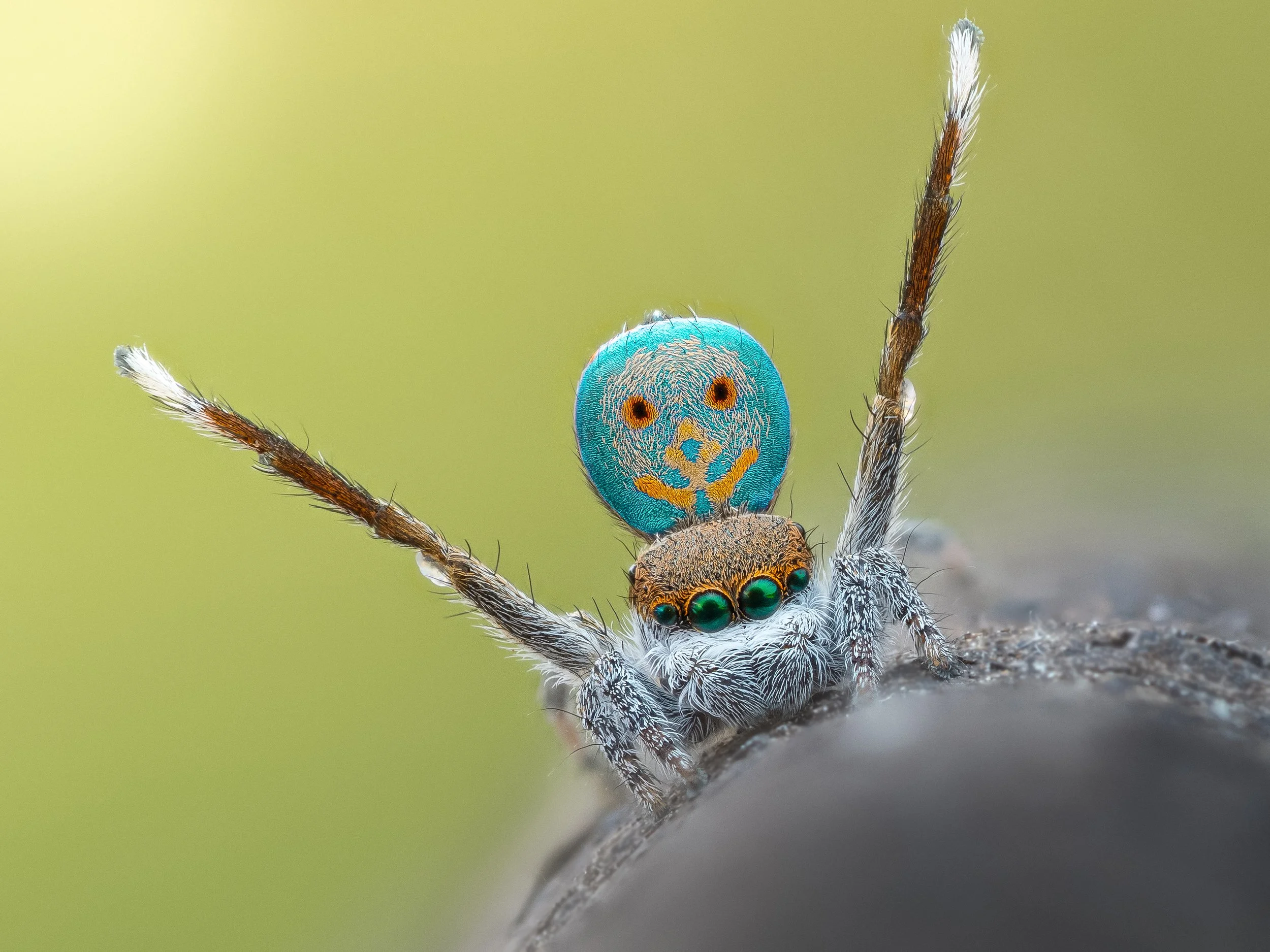 Maratus vultus print