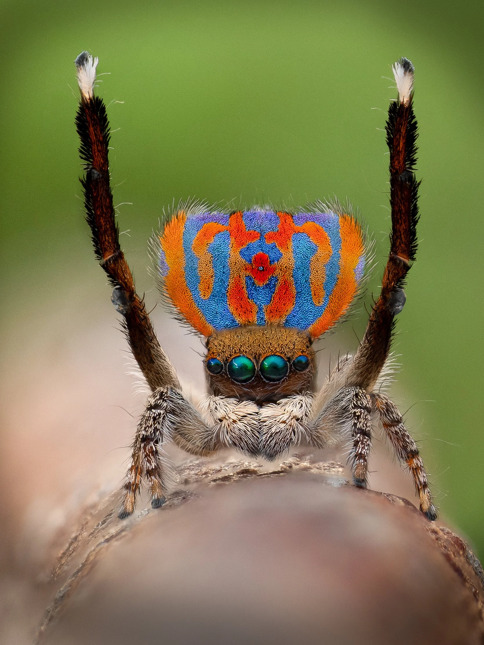Maratus clupeatus print