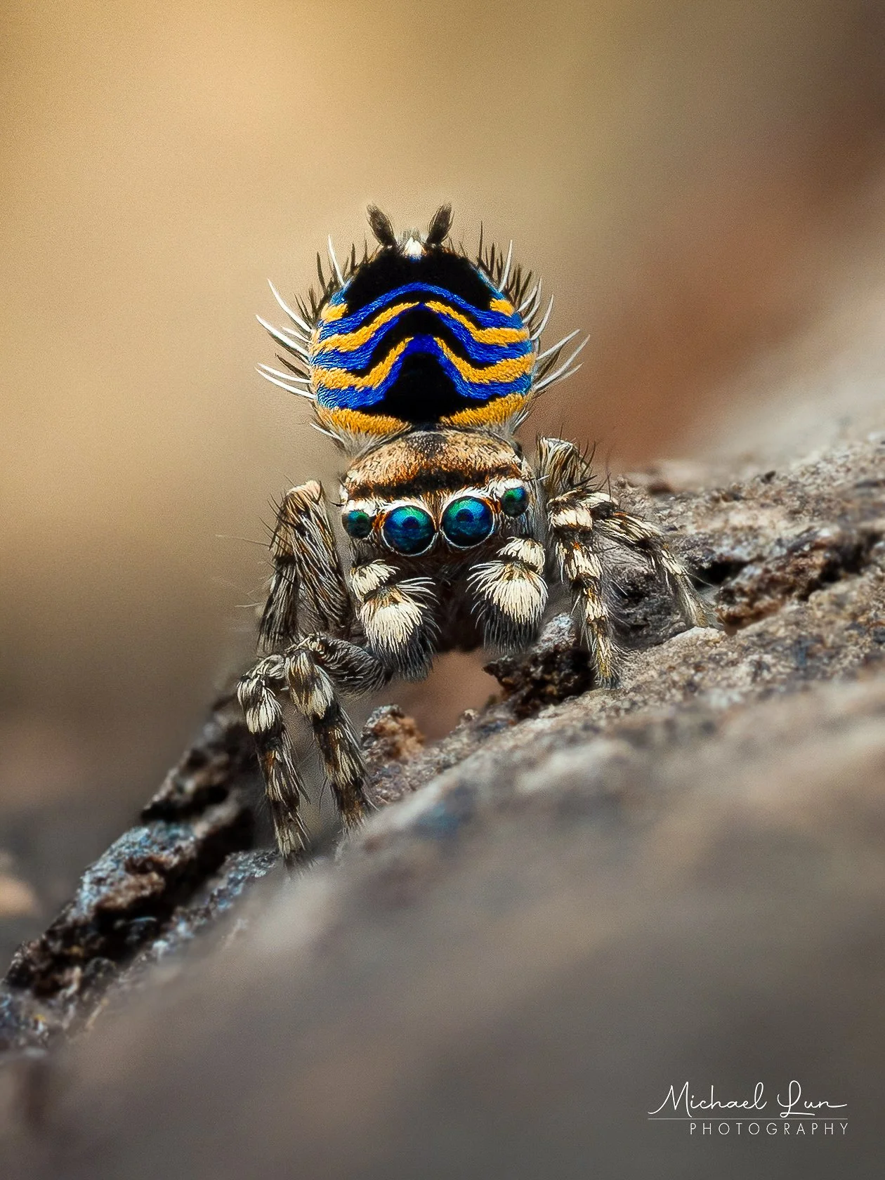 Maratus spicatus print