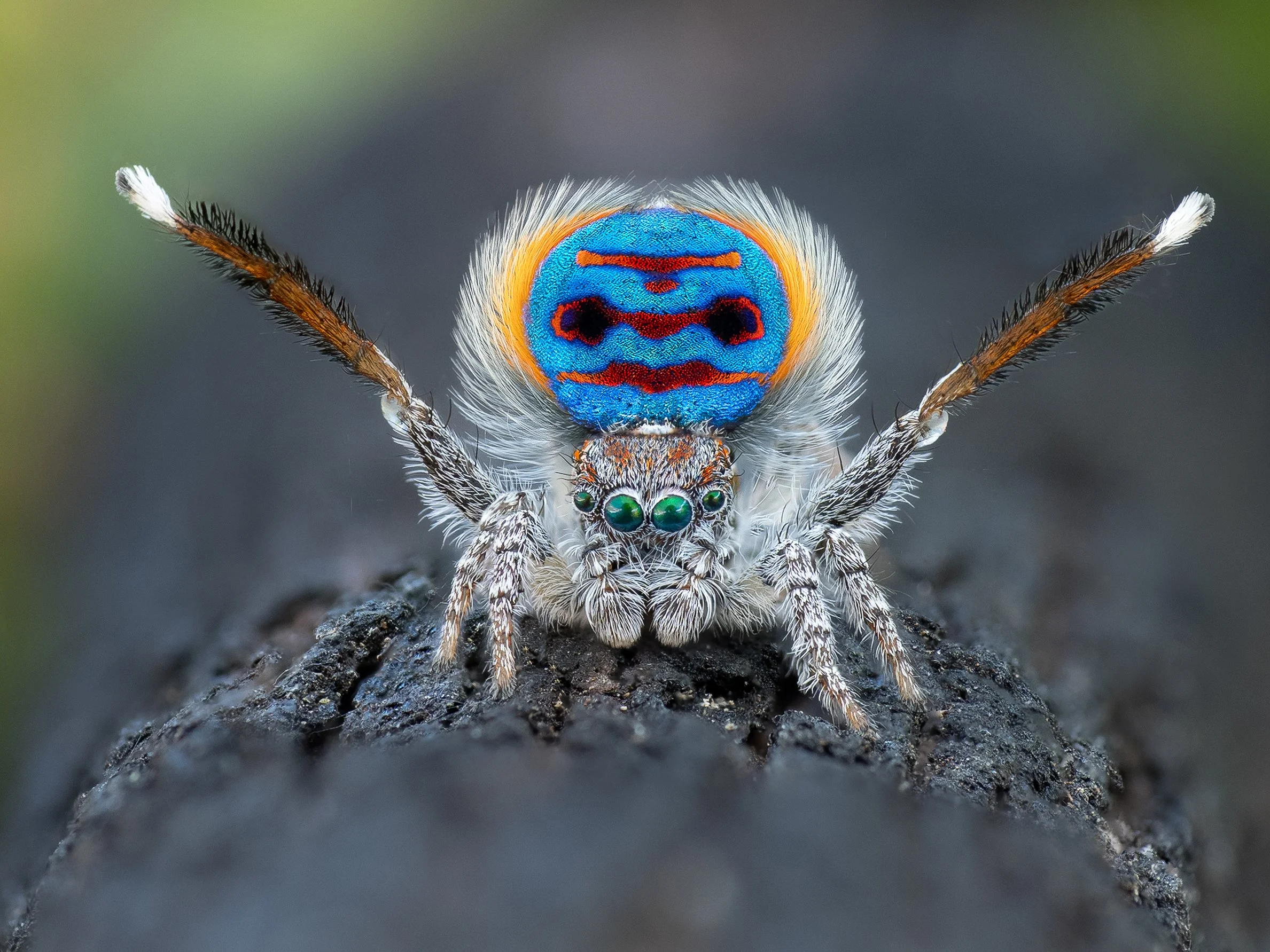 Maratus speciosus print