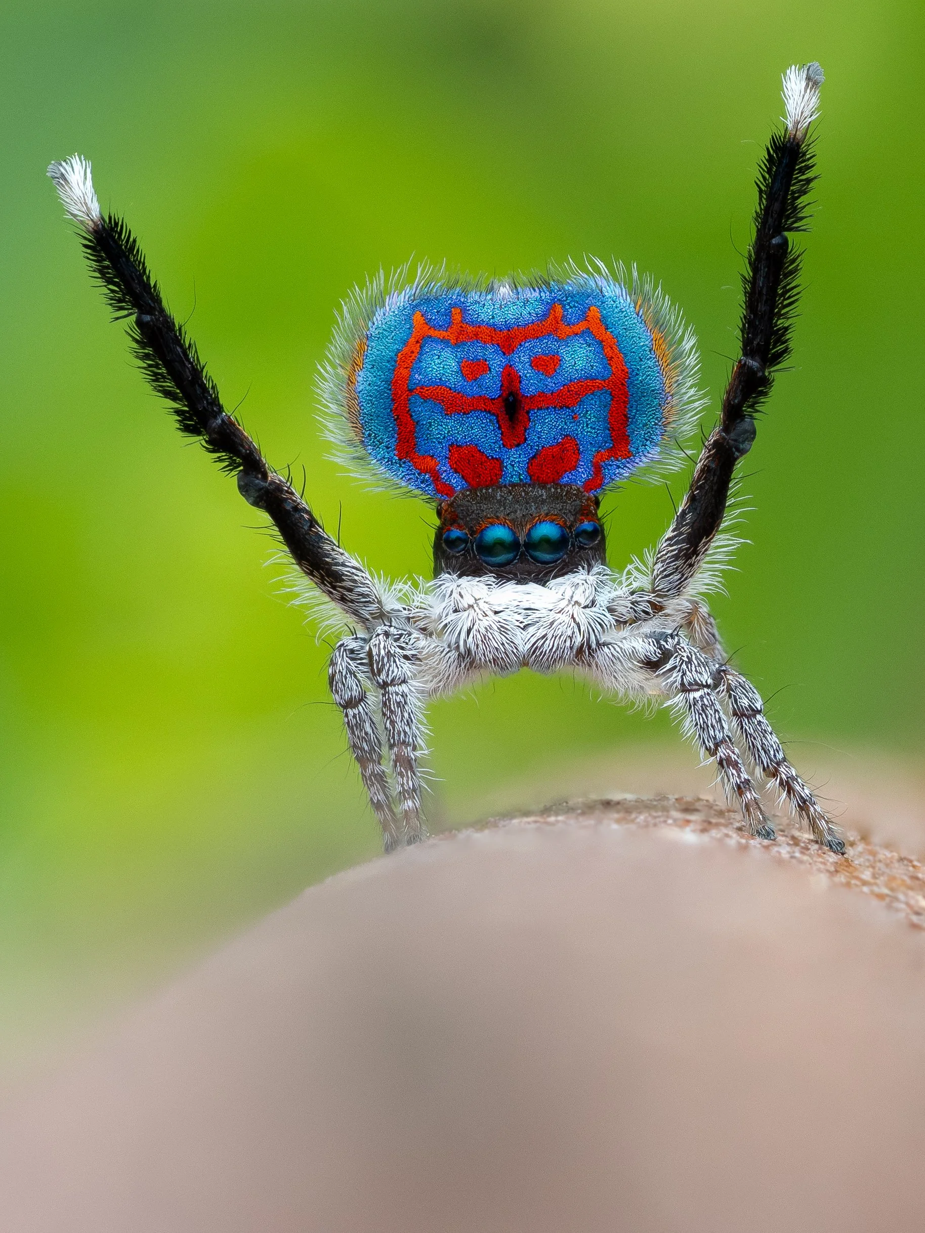 Maratus sp udescribed