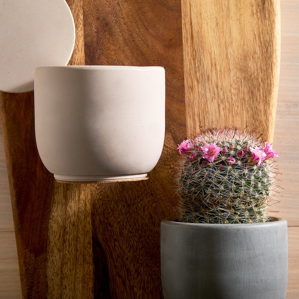 Cactus.jpg