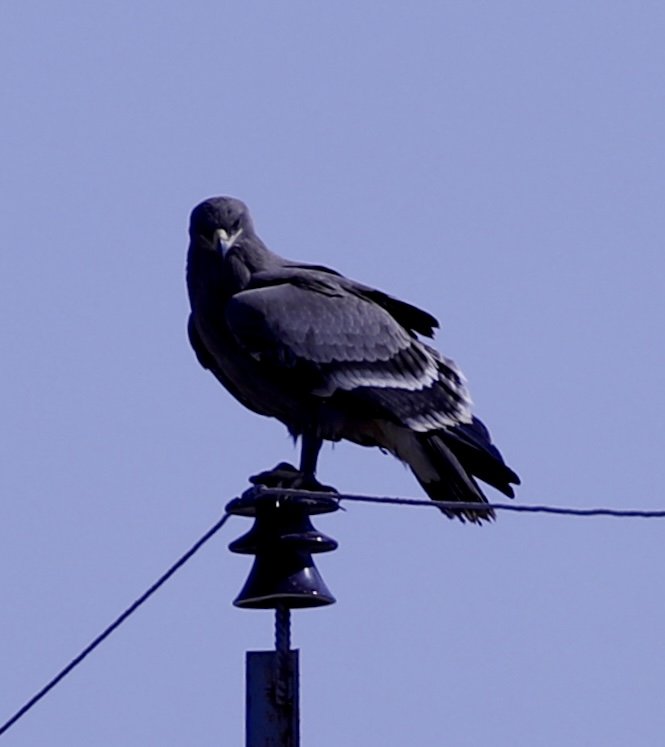 Steppe Eagle - Turkmenistan