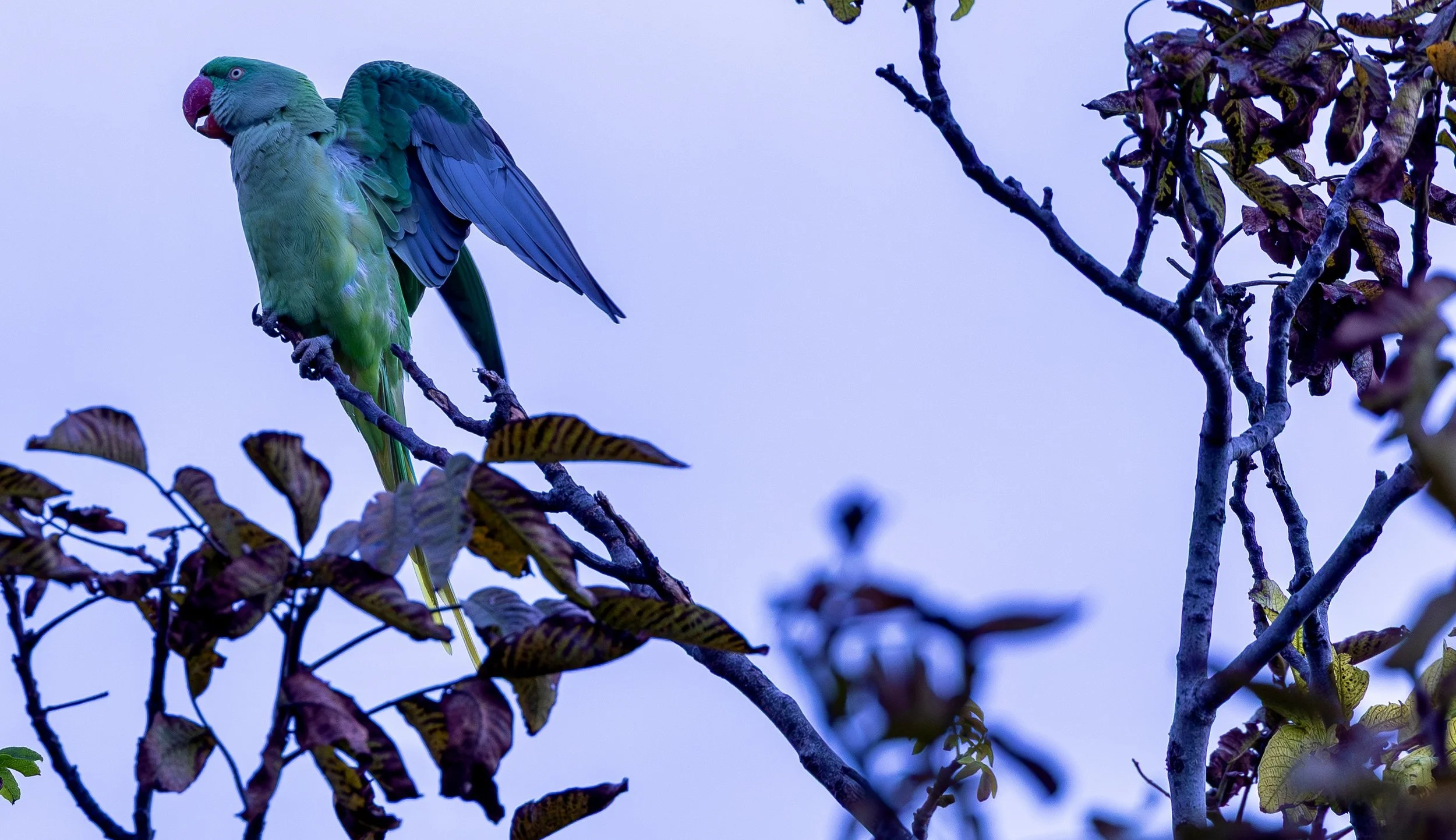 Alexandrine Parakeet - Istanbul, Turkey