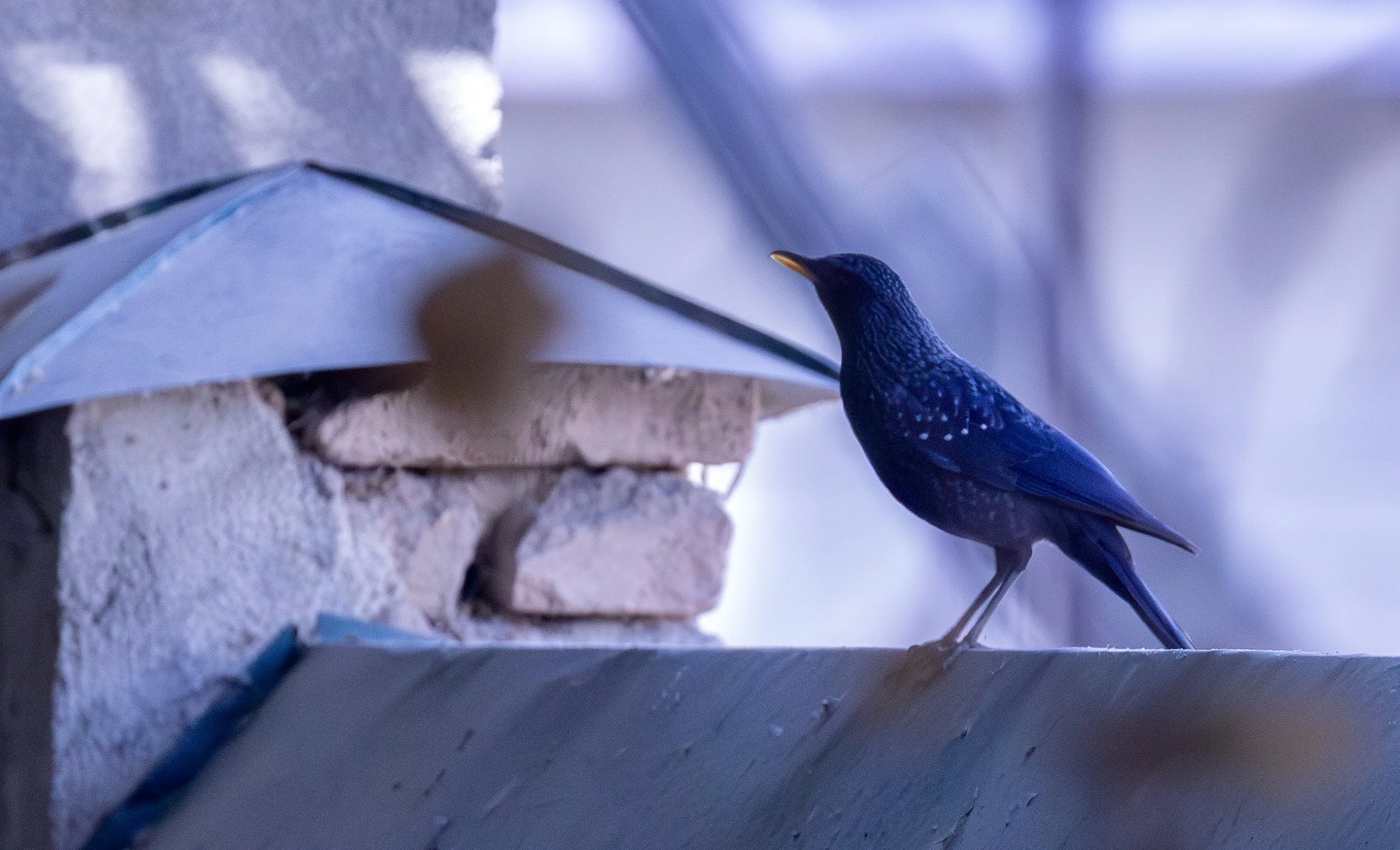 Blue-Whistling Thrush - Uzbekistan