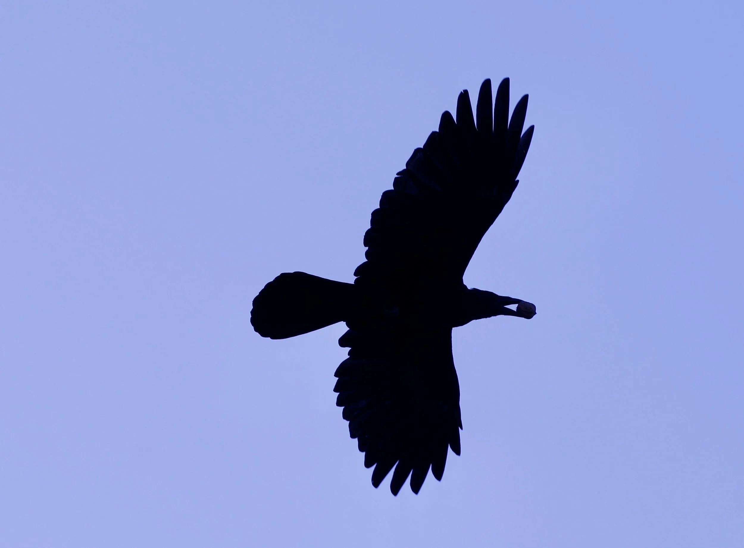 Common Raven - Uzbekistan