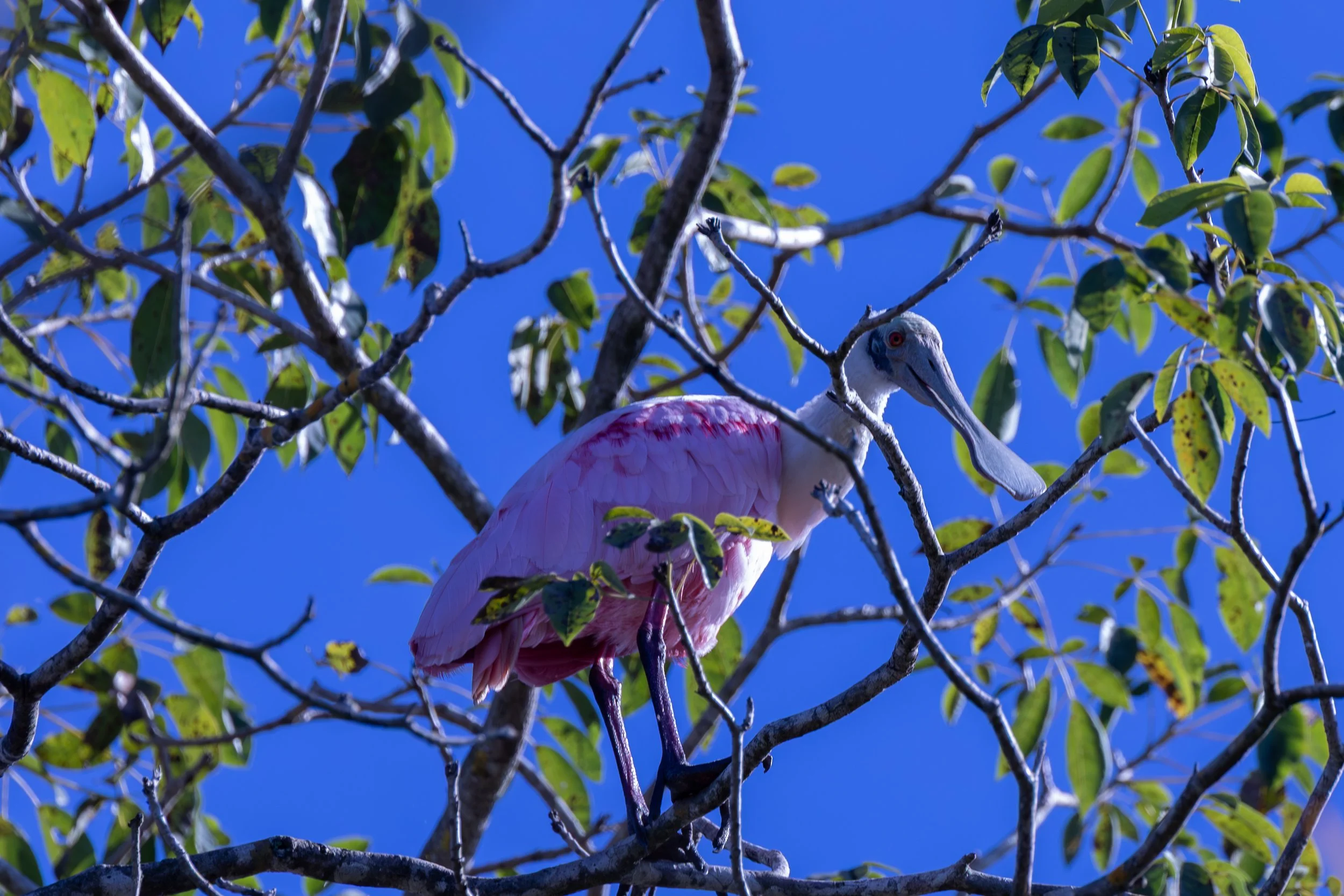IMG_2663.JPG
