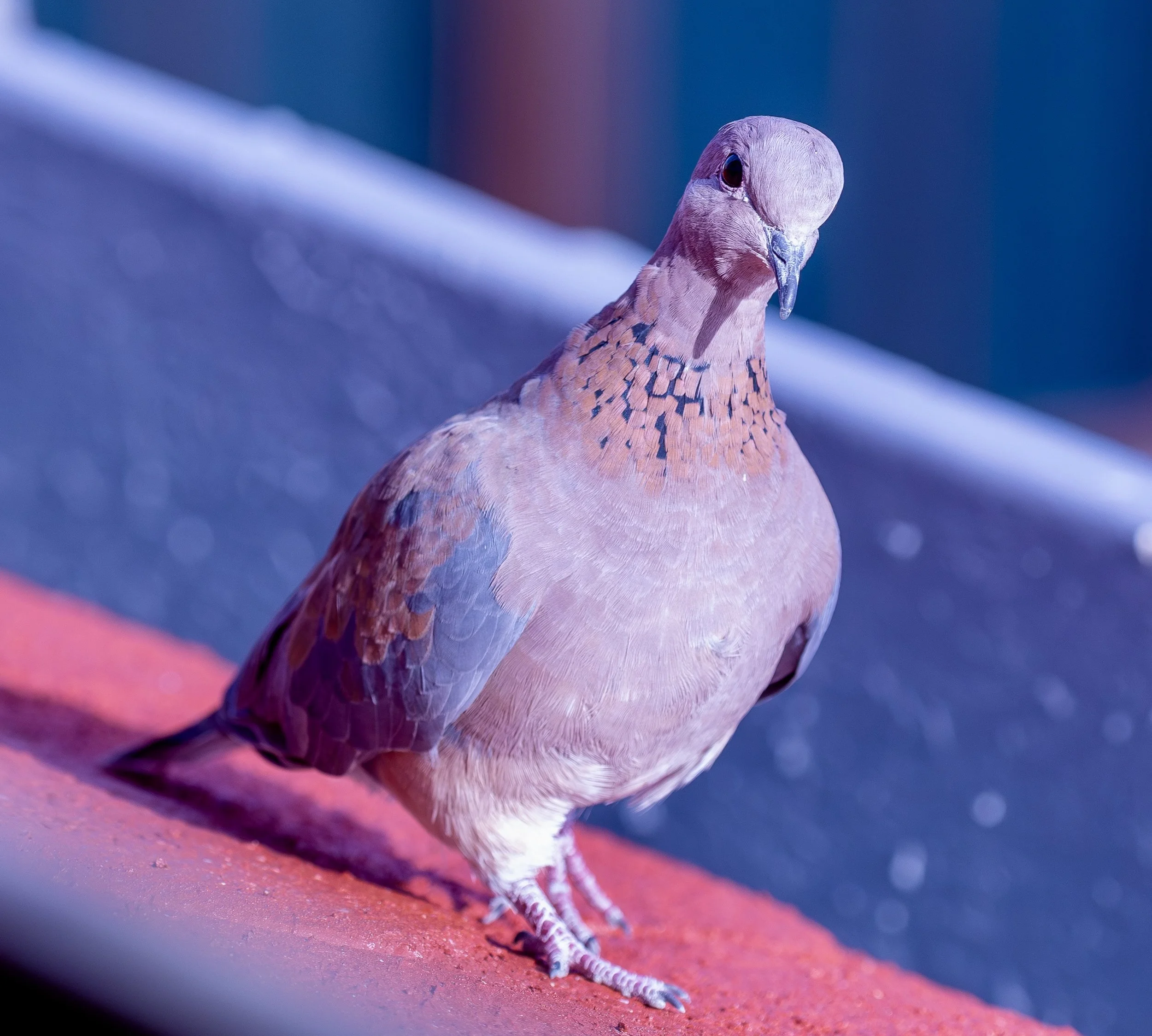 Laughing Dove - Istanbul, Turkey