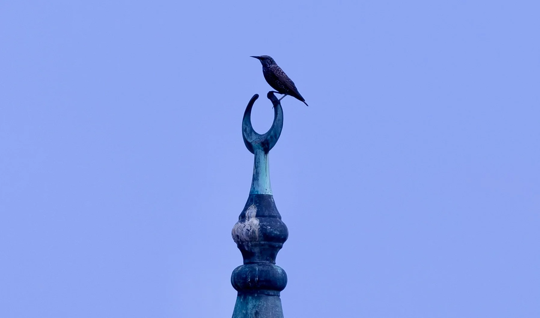Starling - Istanbul, Turkey