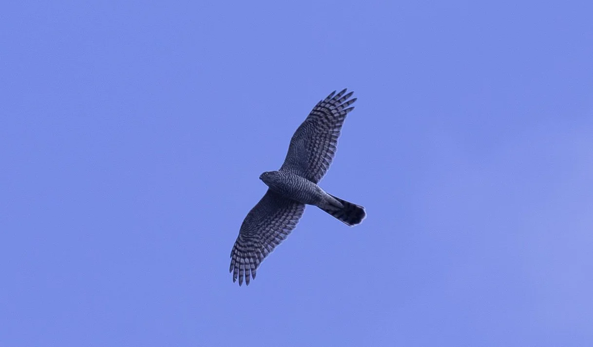 Eurasian Sparrowhawk - Istanbul, Turkey