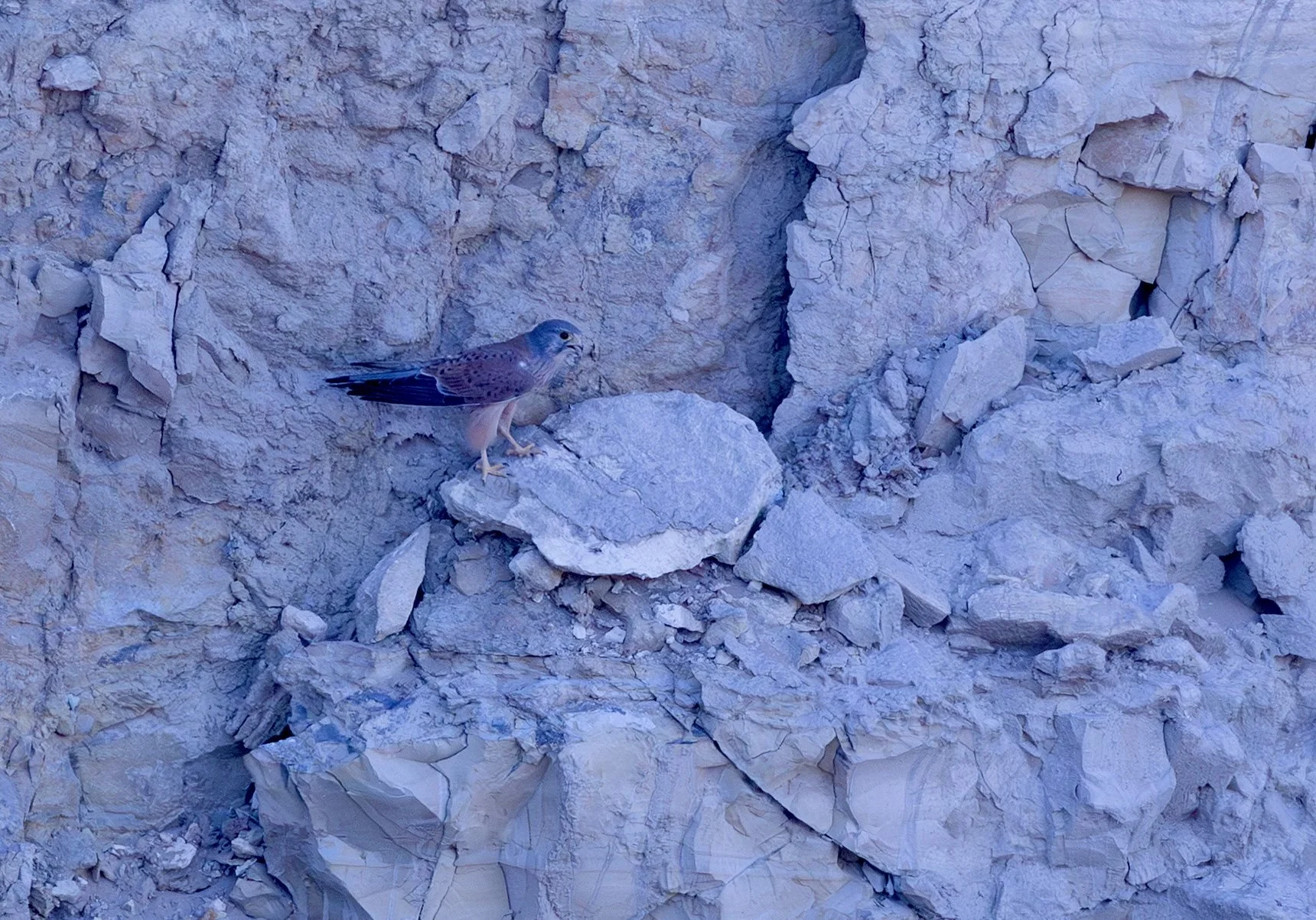 Eurasian Kestrel - Turkmenistan