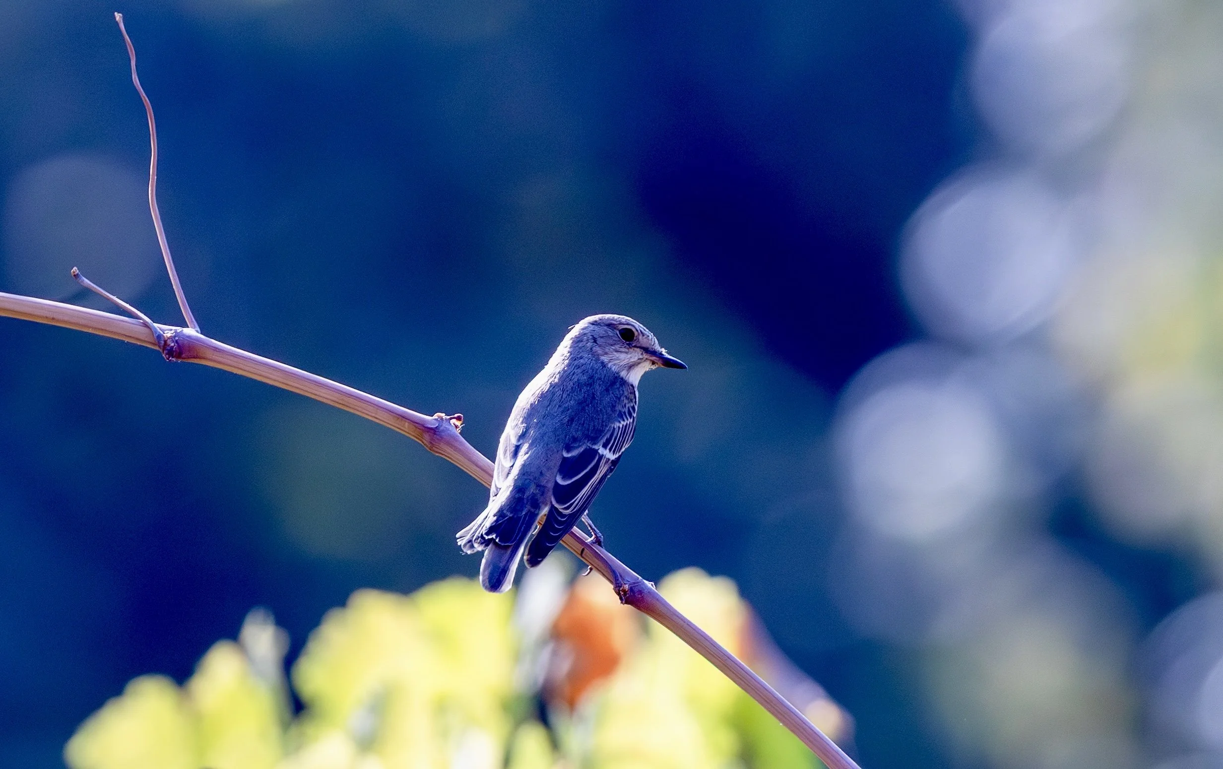 Lesser Whitethroat - Uzbekistan