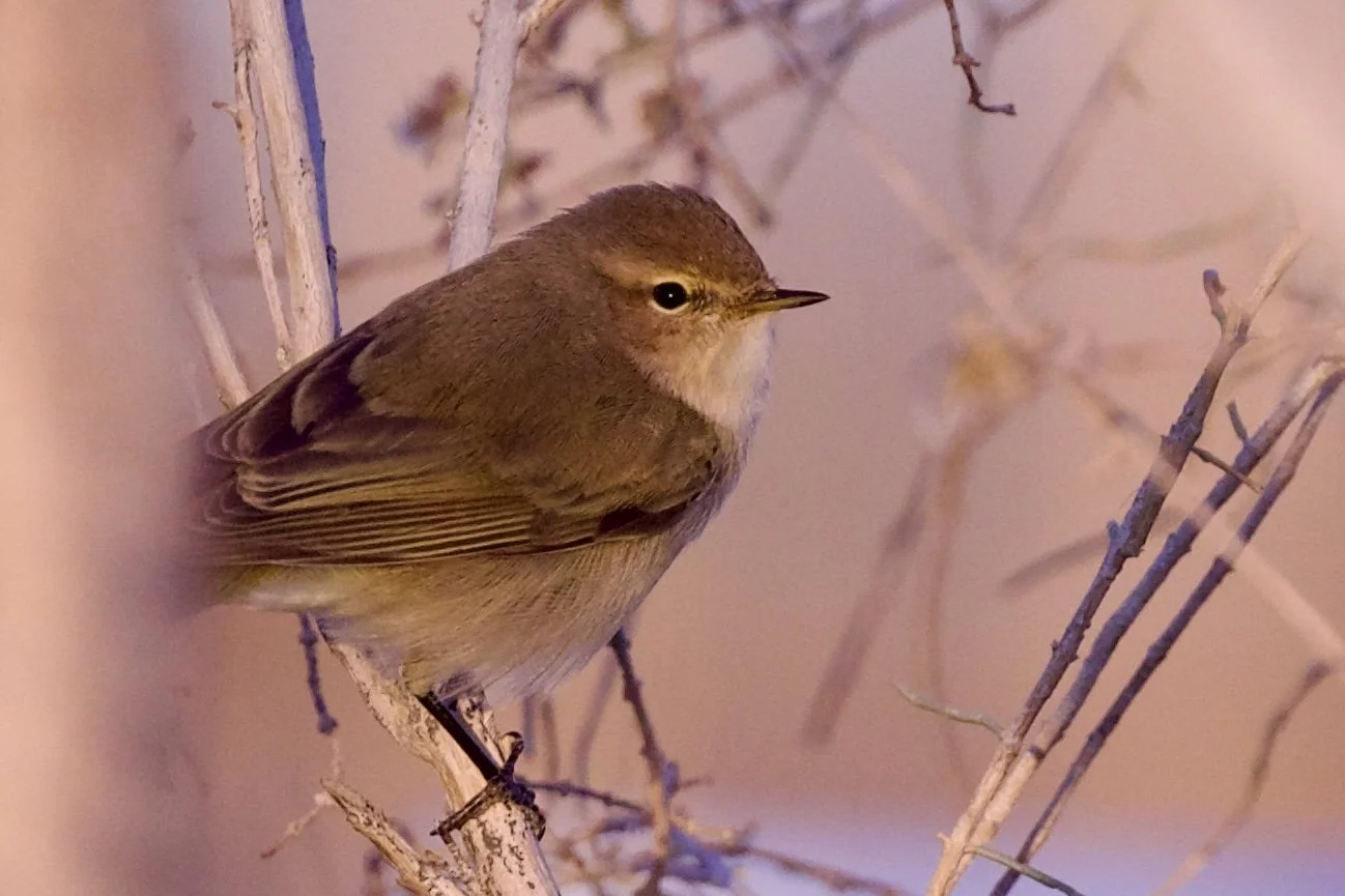 Common Chiffchaff - Turkmenistan