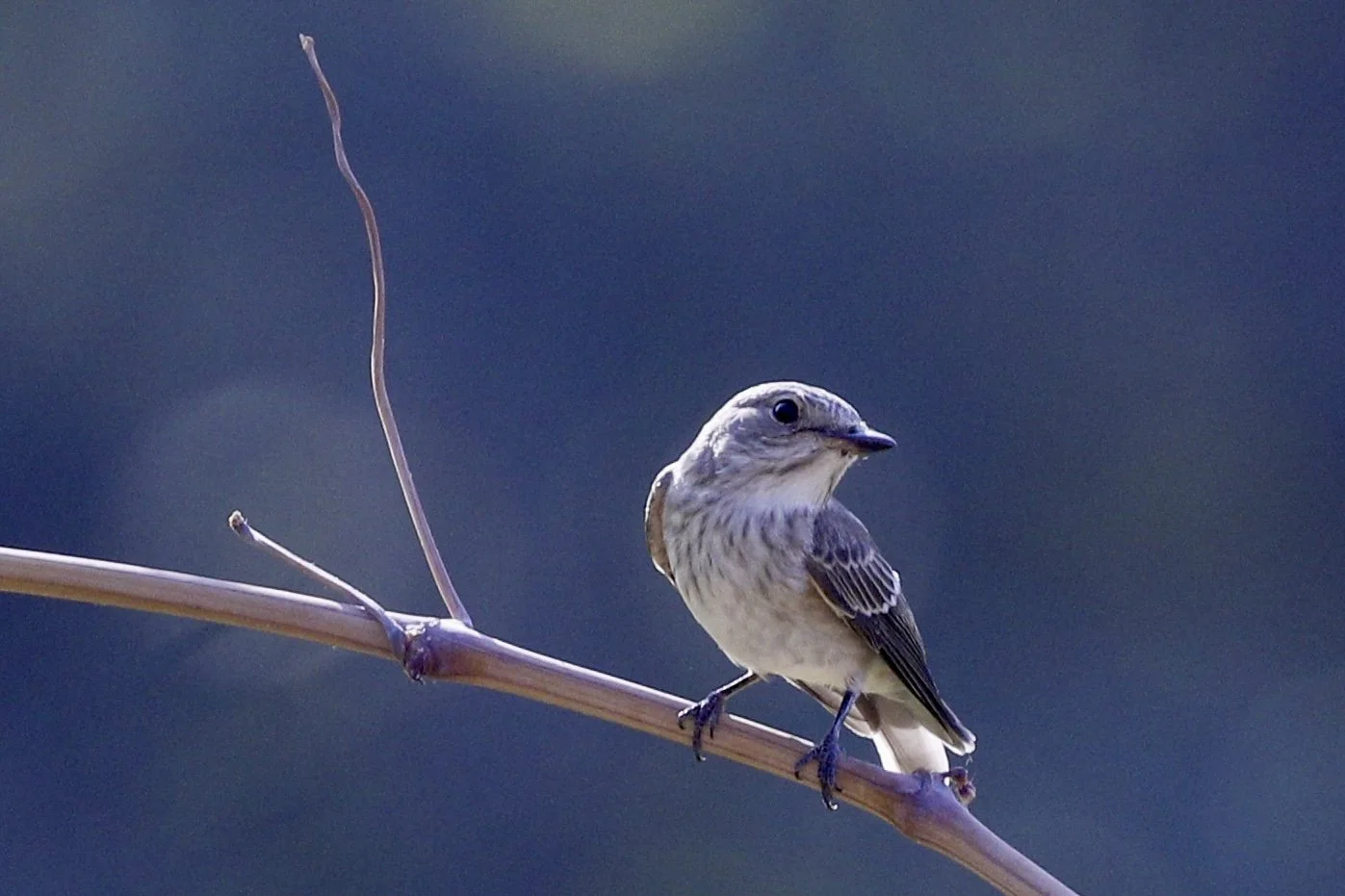 Lesser Whitethroat- Uzbekistan