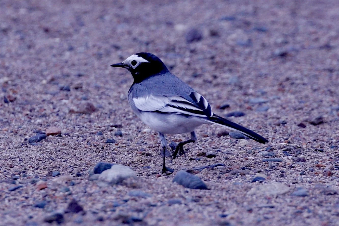 White Wagtail - Kyrgizstan 