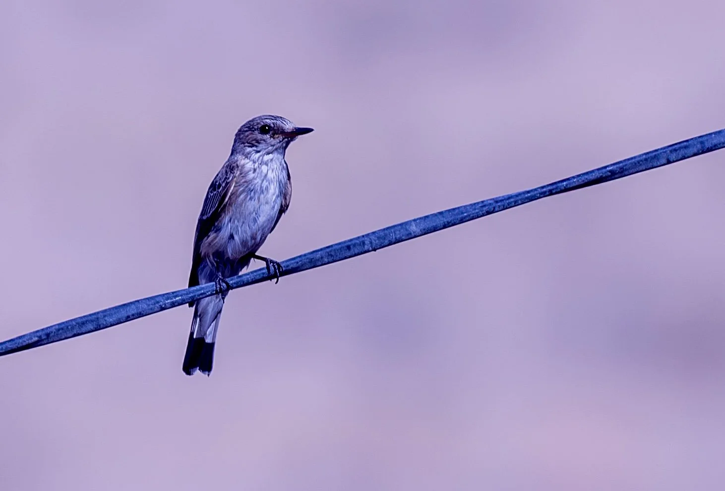 Spotted Flycatcher - Turkmenistan