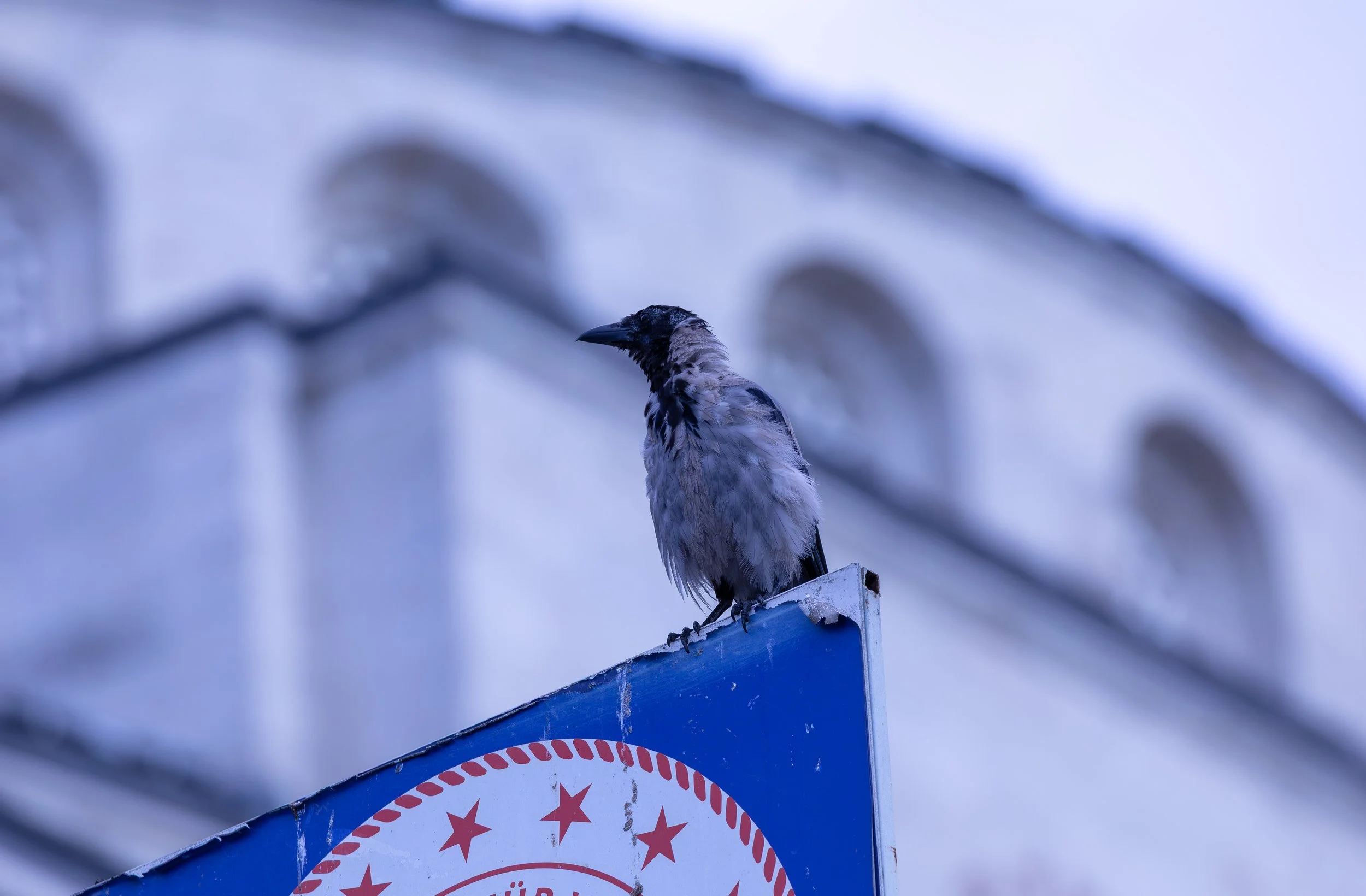Hooded Crow - Istanbul, Turkey