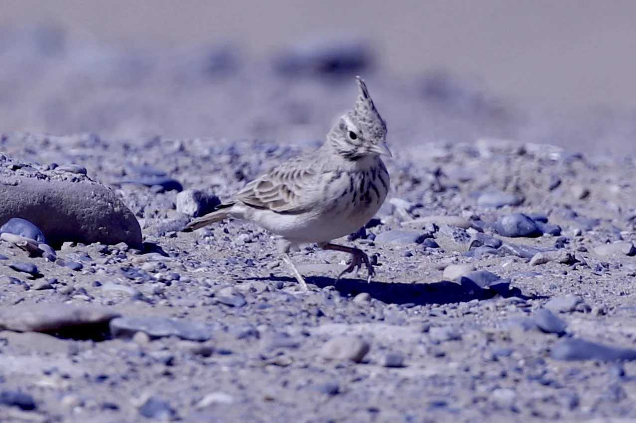 Crested Lark - Turkmenistan