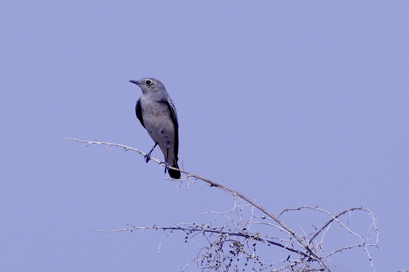 Wheateater - Turkmenistan