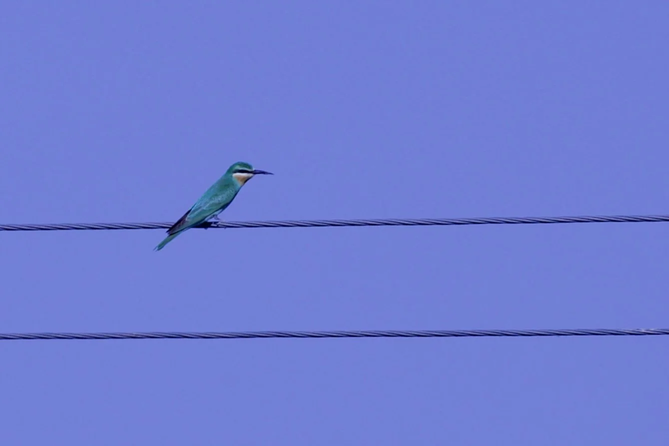 Blue-cheeked Bee-eater - Turkmenistan