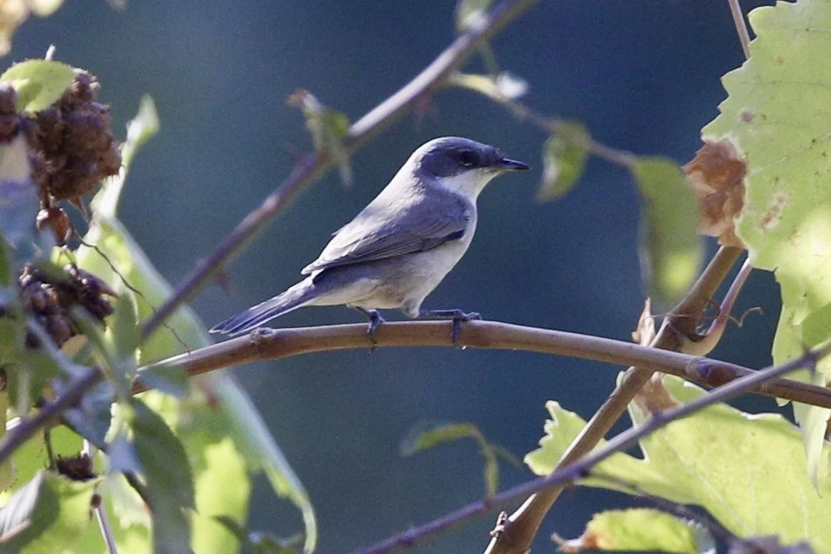 Lesser Whitethroat - Uzbekistan