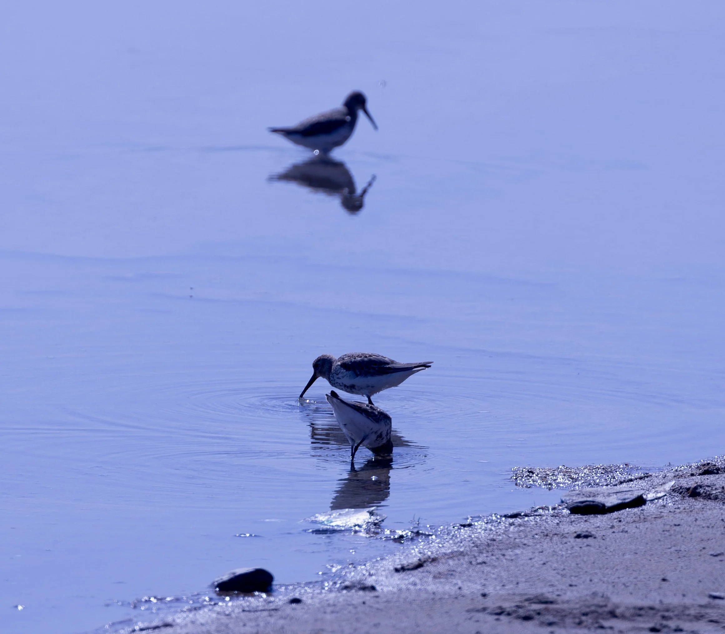 Dunlin - Turkmenistan